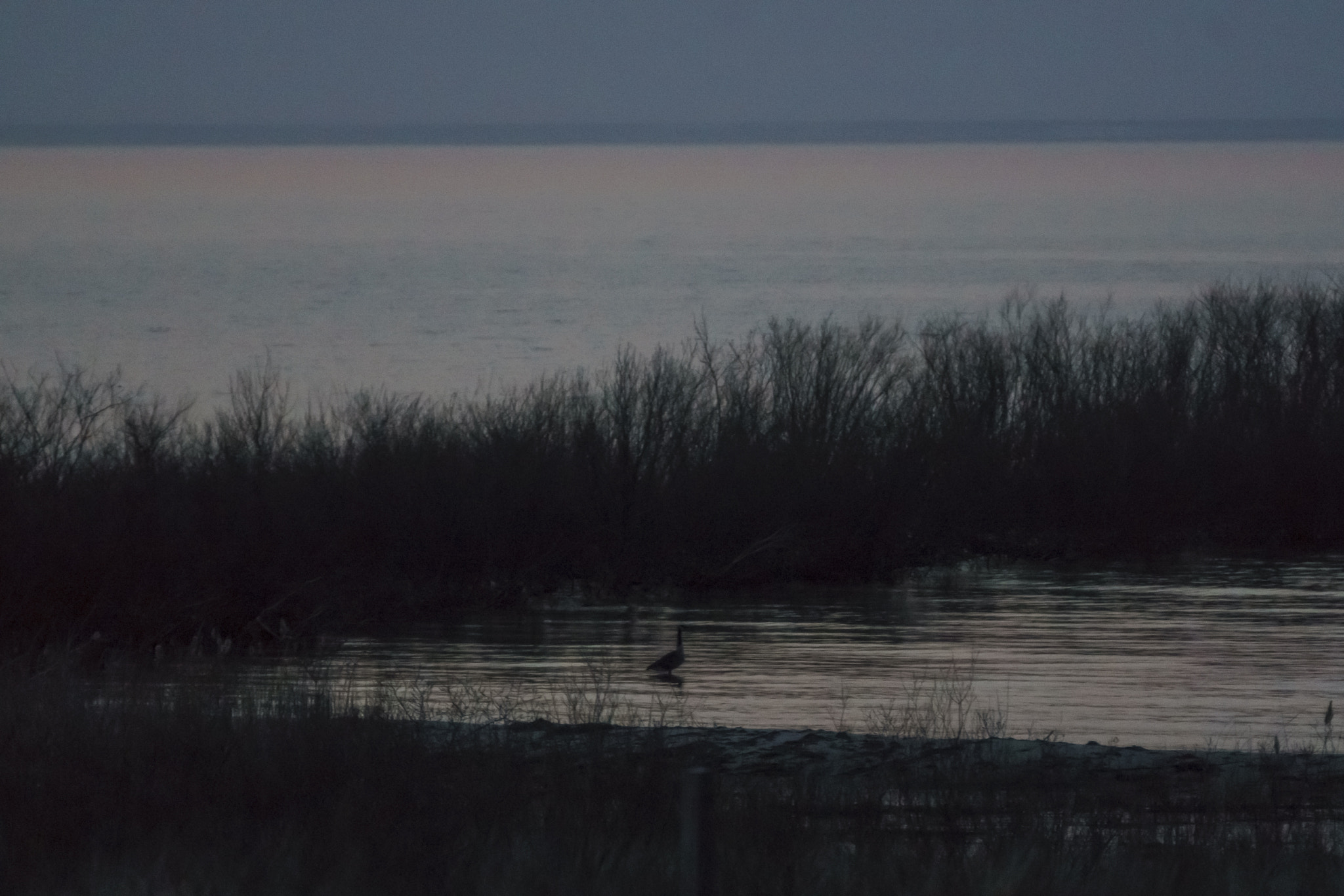 Sony 70-300mm F4.5-5.6 G SSM sample photo. Goose photography