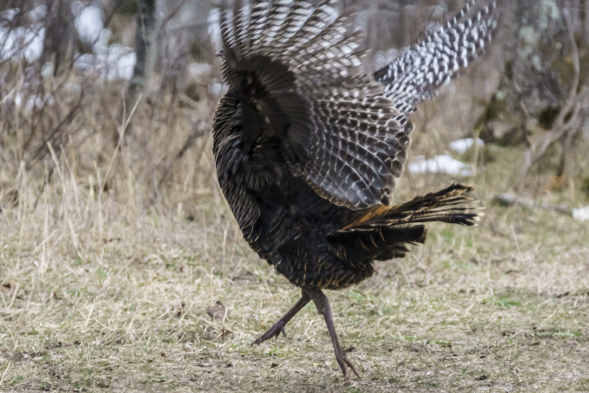 Sony 70-300mm F4.5-5.6 G SSM sample photo. Wild turkey photography