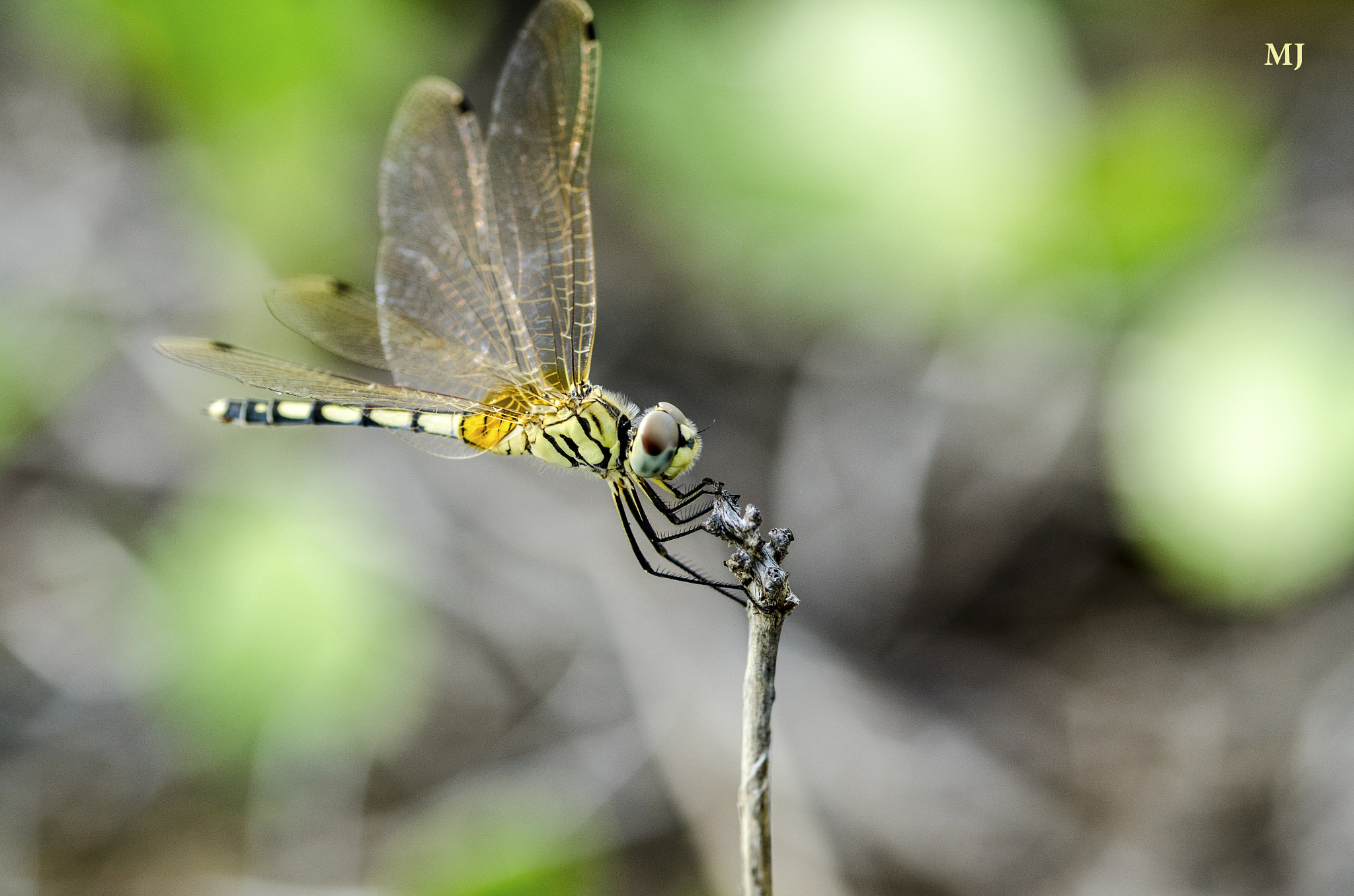 ZEISS Milvus 100mm F2 Macro sample photo. Dragon fly photography