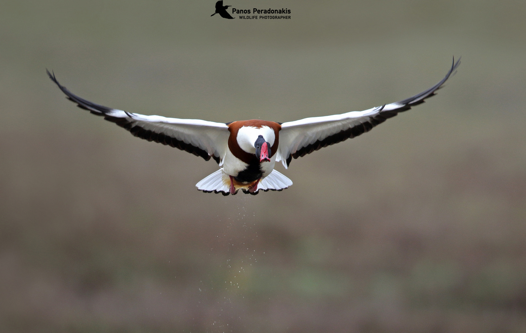 Canon EF 600mm F4L IS II USM sample photo. Common shelduck tadorna tadorna Βαρβαρα photography