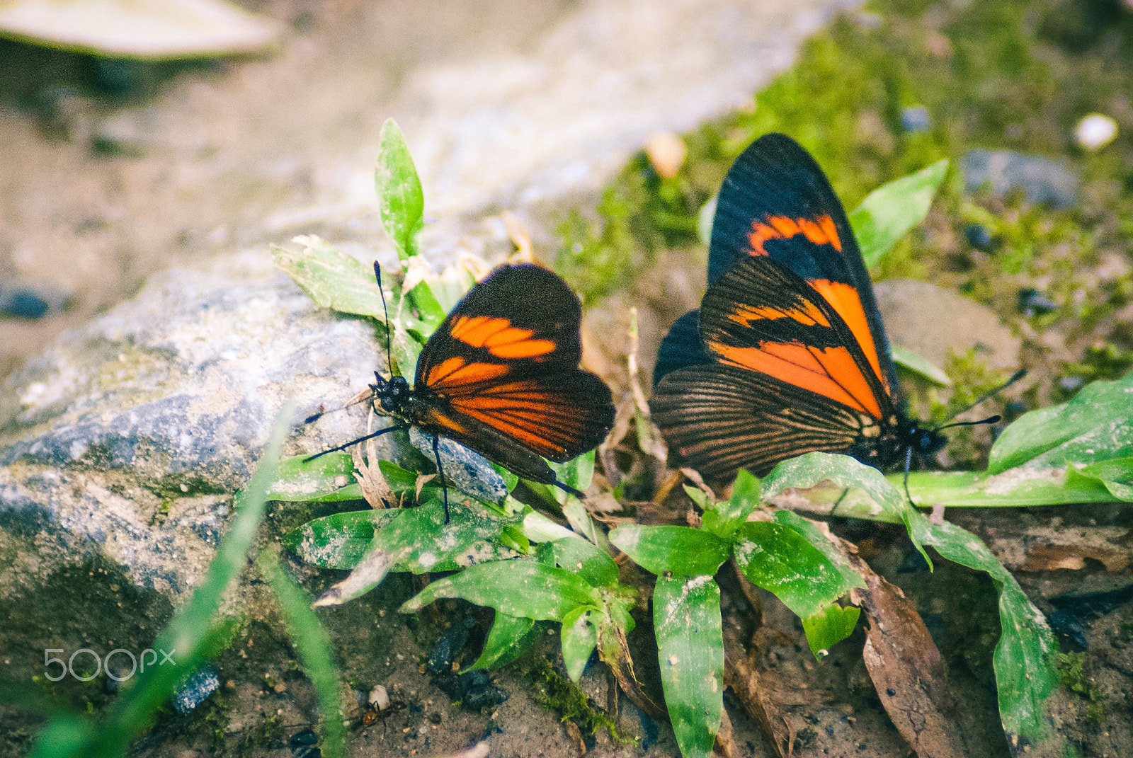Nikon D40X sample photo. Adventure to the seven falls waterfall, perú. photography