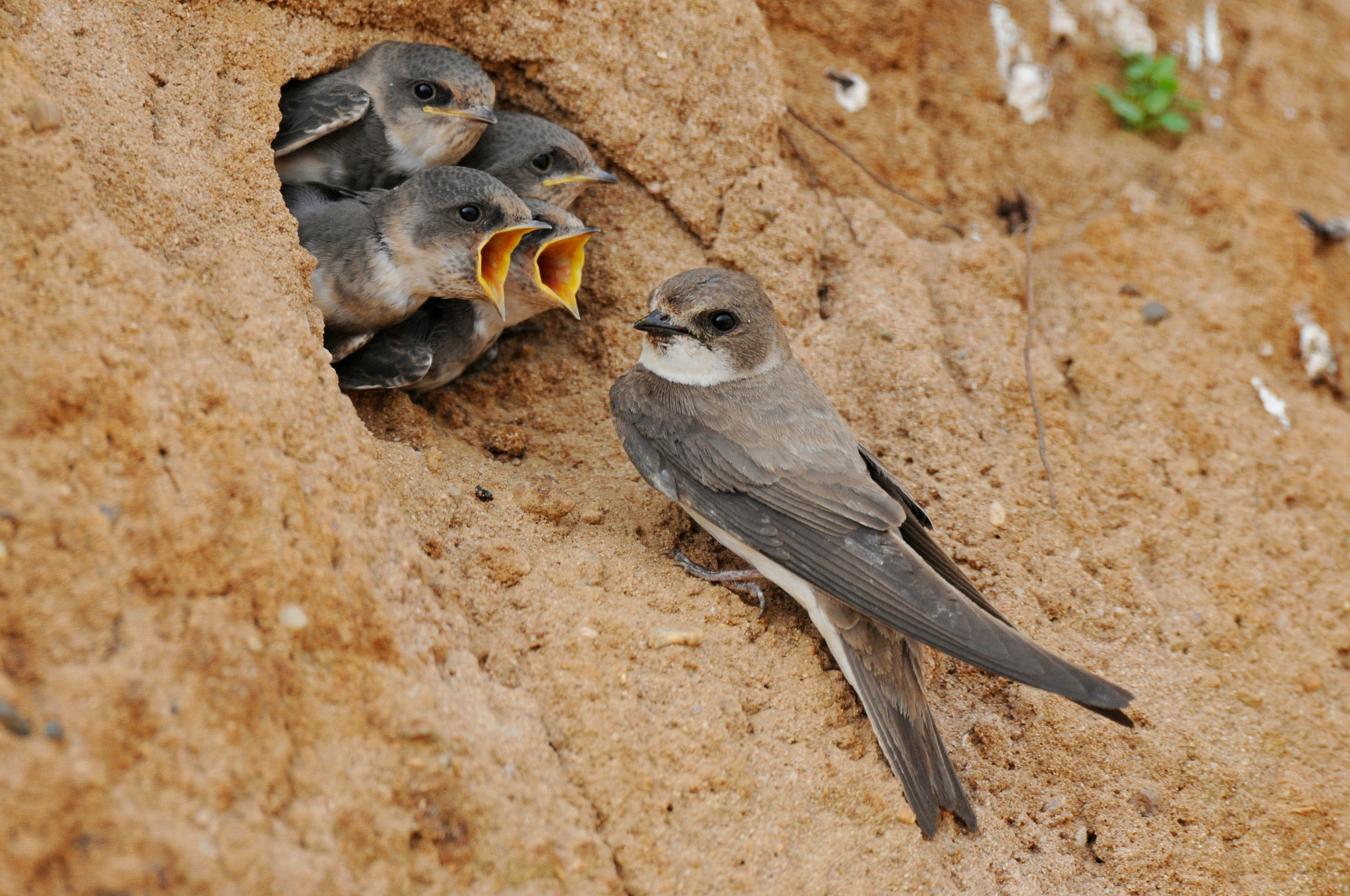 Nikon D300 + AF-S Nikkor 600mm f/4D IF-ED sample photo. Sand martin photography