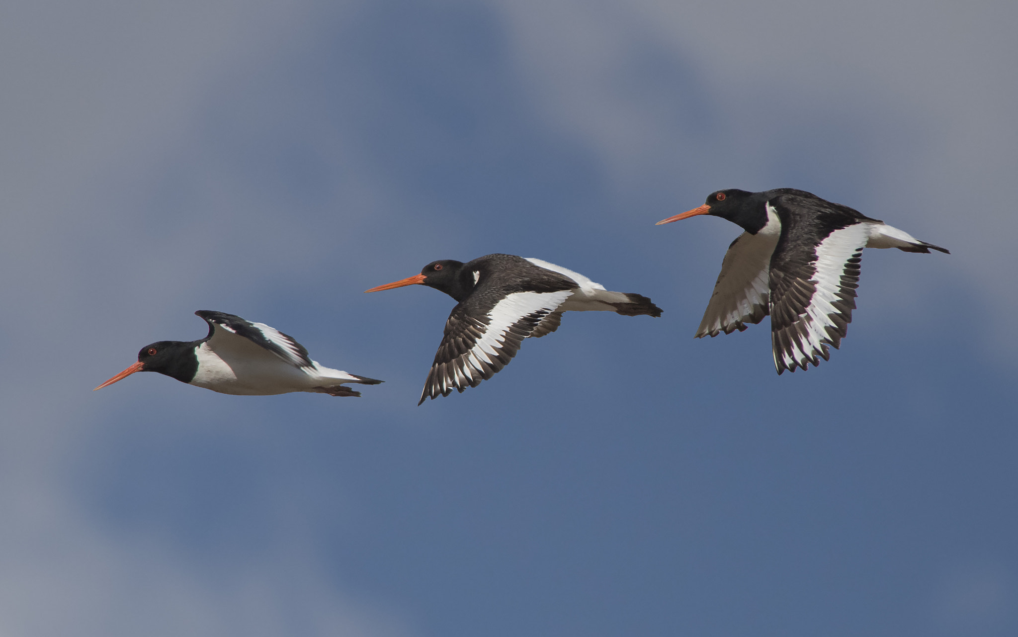 Nikon D810 + Nikon AF-S Nikkor 300mm F4D ED-IF sample photo. Eurasian oystercatcher photography