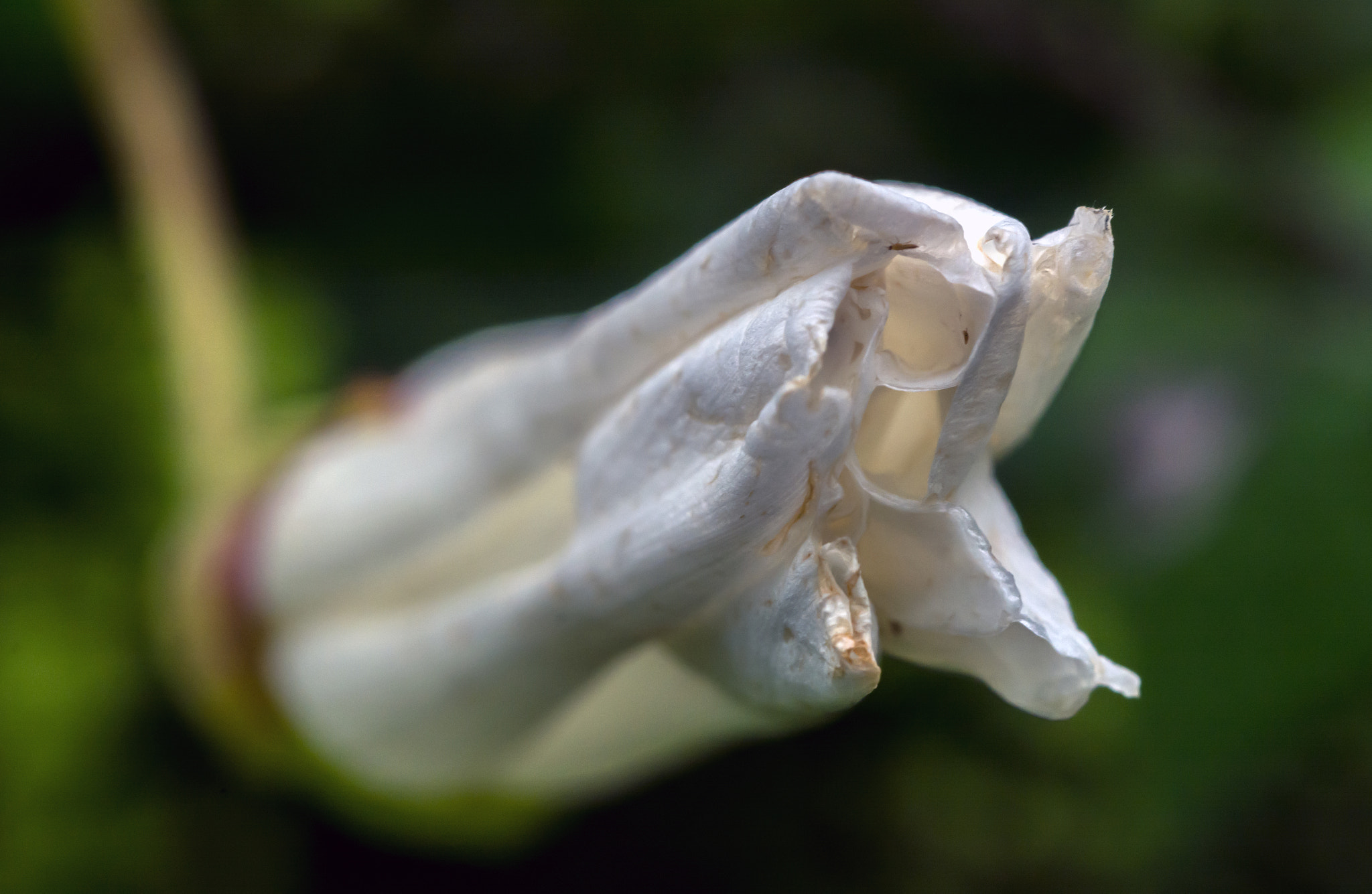 Nikon D7100 + AF Micro-Nikkor 60mm f/2.8 sample photo. It's bound to be a flower! photography