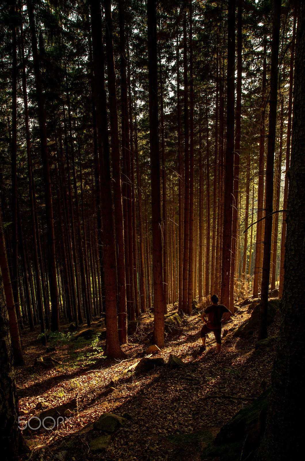 Pentax K-500 sample photo. Woods photography