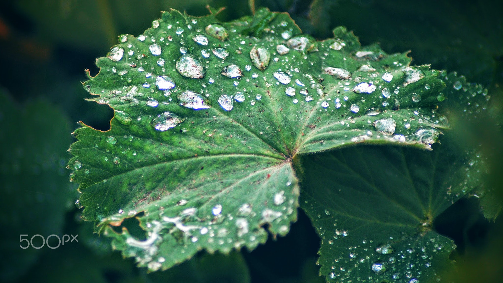 Sony Alpha DSLR-A200 + Tamron Lens (255) sample photo. Dew photography