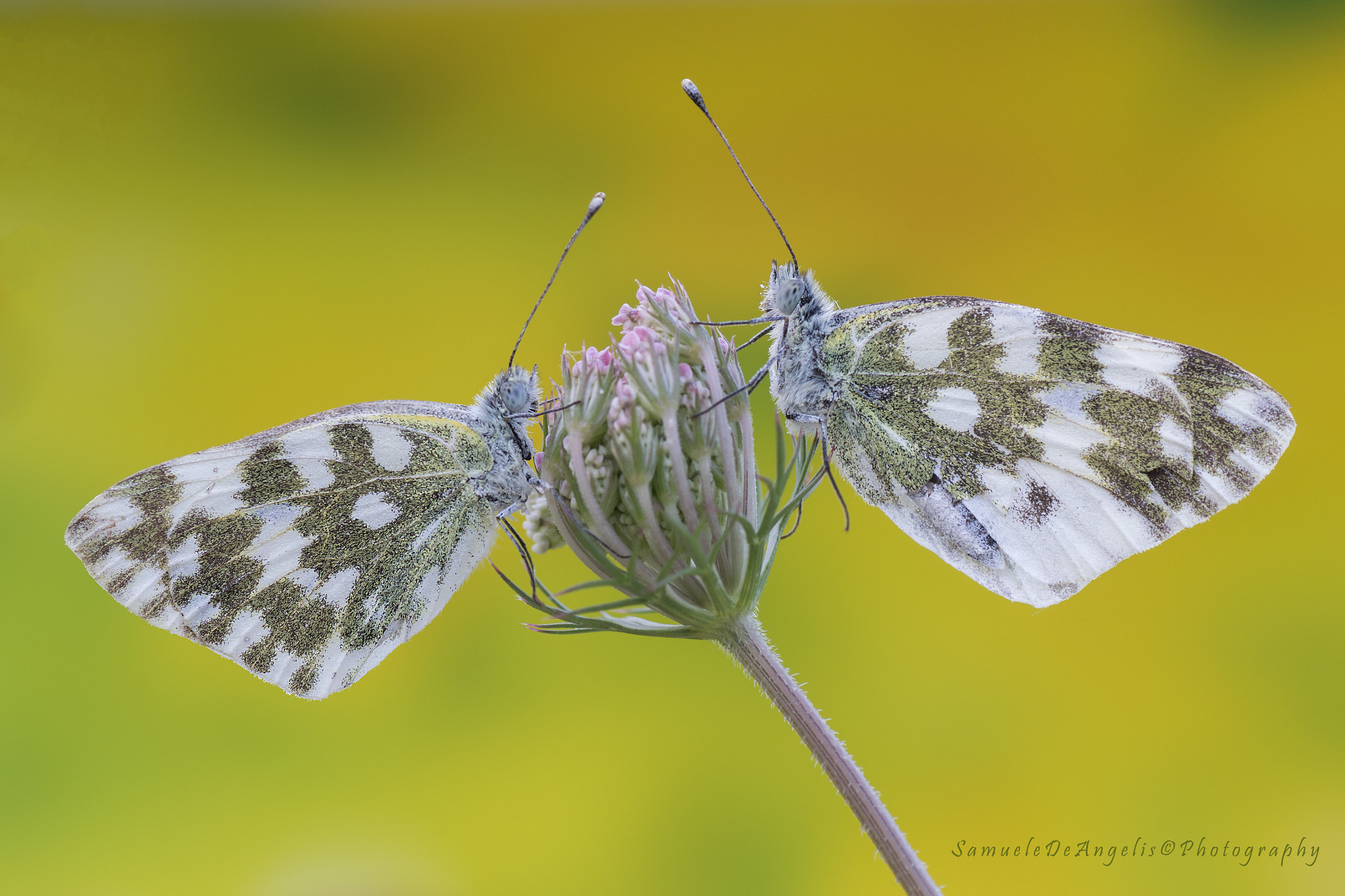 Nikon D3100 sample photo. Pontia edusa photography
