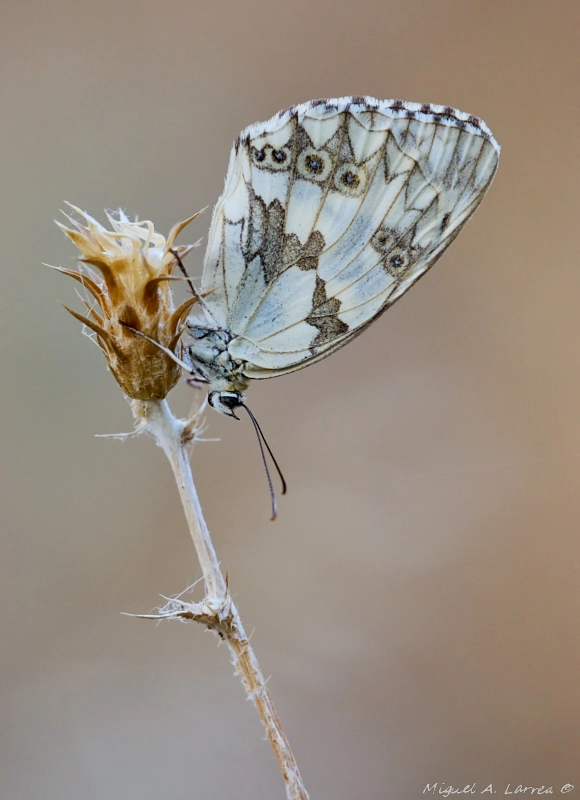 Sony ILCA-77M2 sample photo. Melanargia lachesis photography