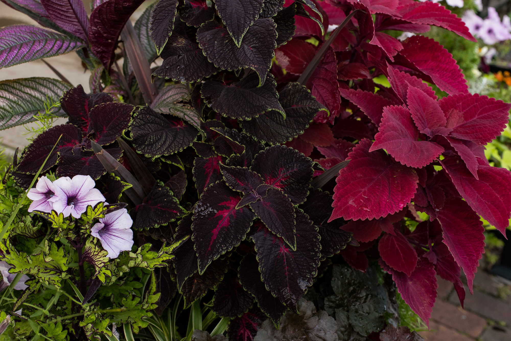 Pentax K-1 + Pentax smc DA* 55mm F1.4 SDM sample photo. Deep dark rich flora photography