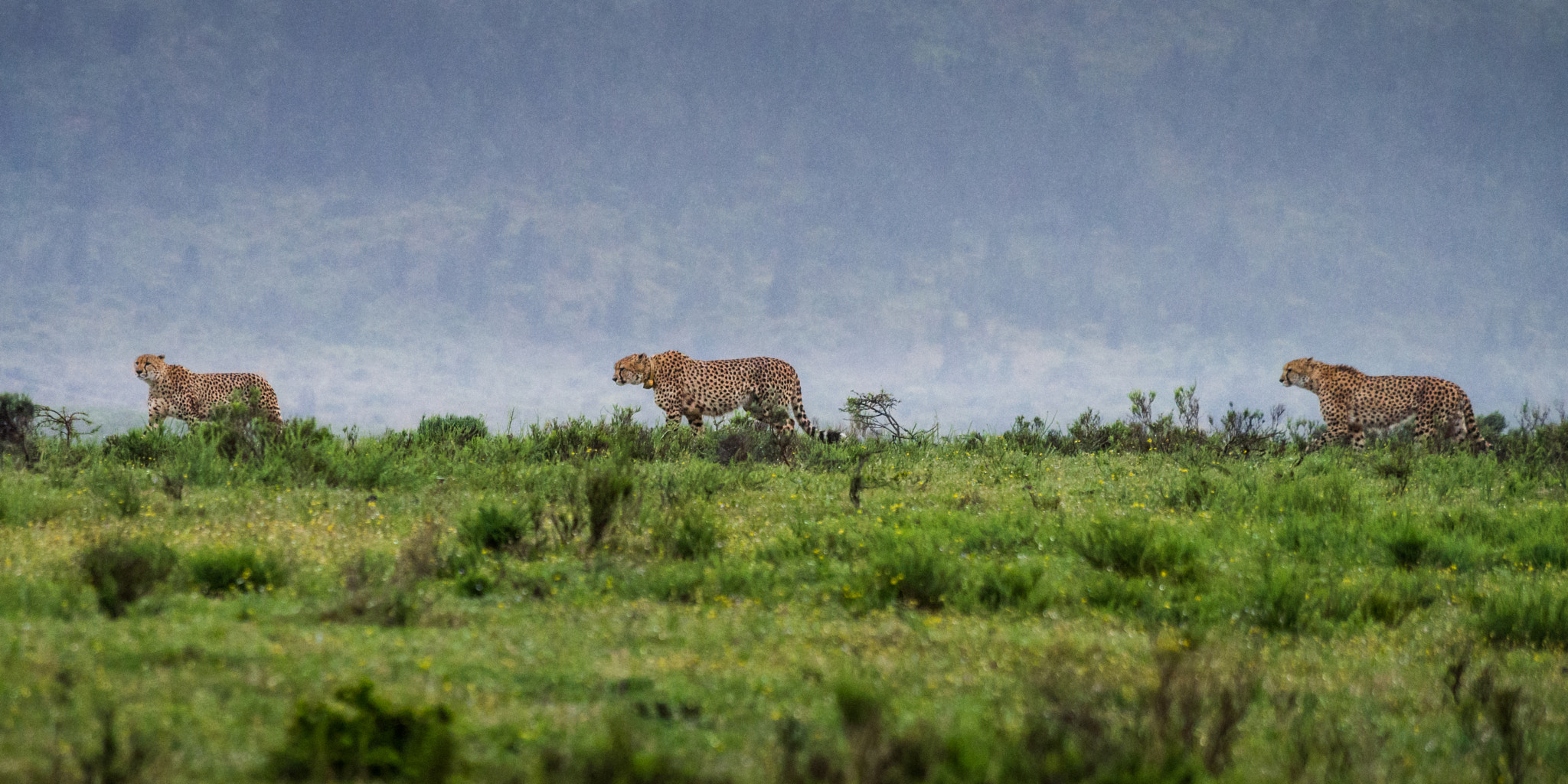 Olympus OM-D E-M5 sample photo. 3 cheetahs photography