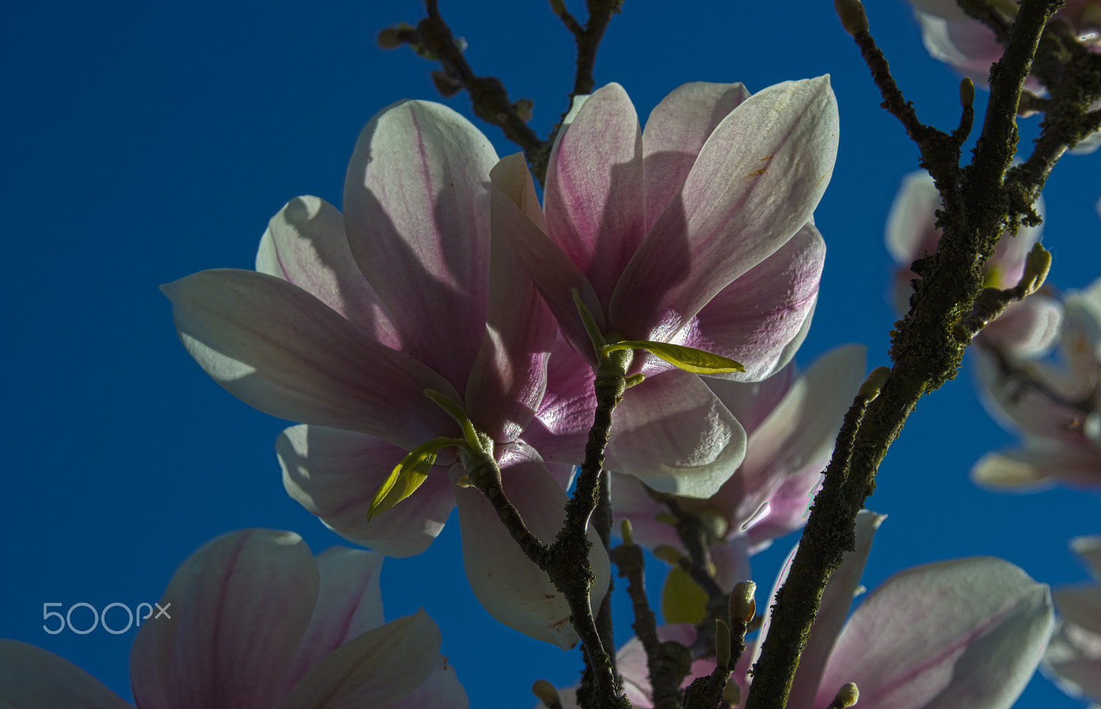 Canon EF 28-135mm F3.5-5.6 IS USM sample photo. Magnolia flowers photography