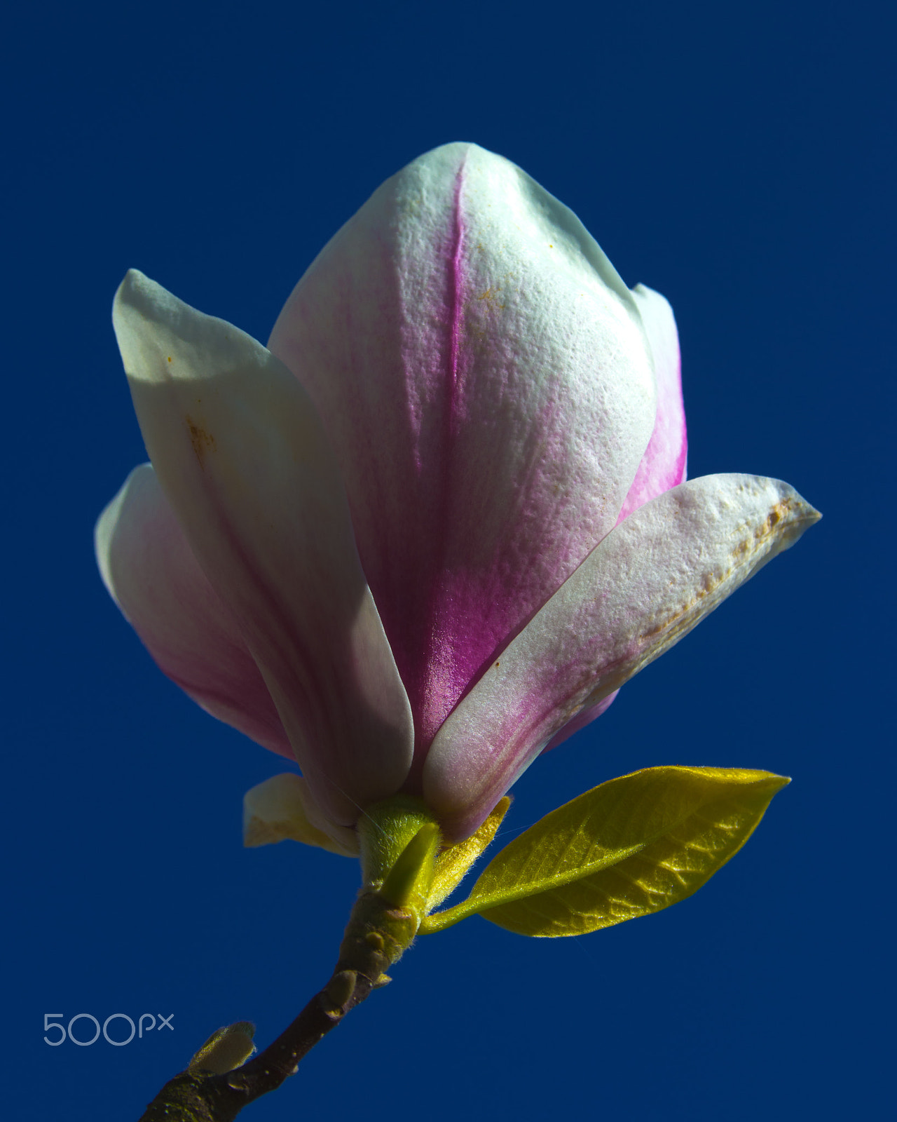 Canon EF 28-135mm F3.5-5.6 IS USM sample photo. Magnolia flower photography