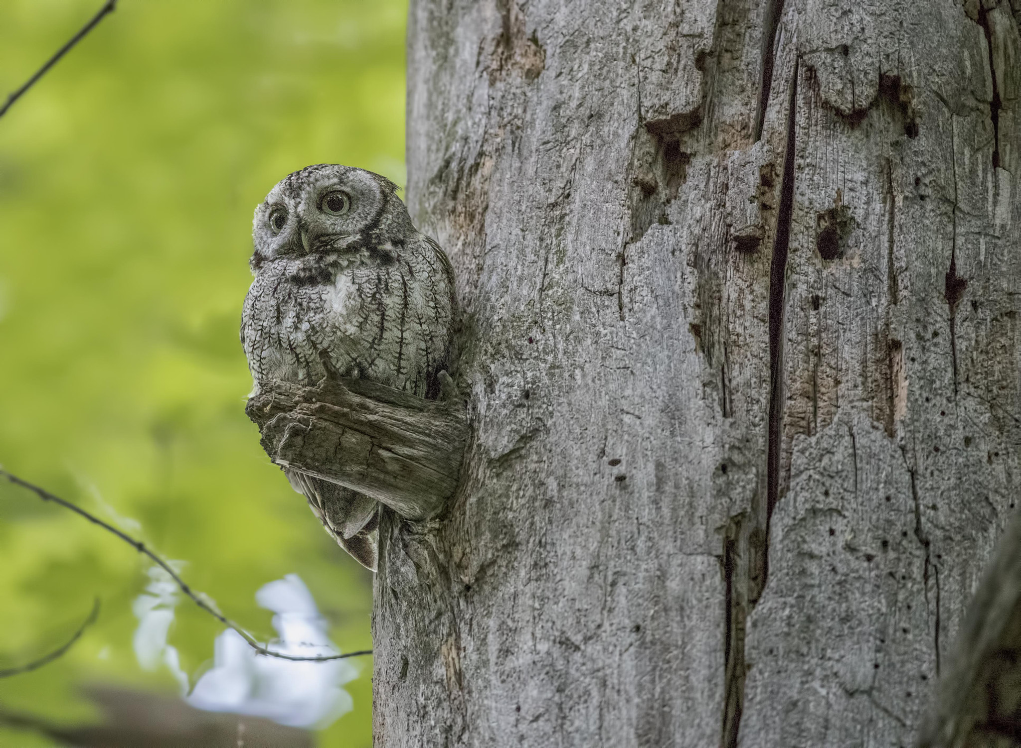 Canon EF 200-400mm F4L IS USM Extender 1.4x sample photo. Owl photography