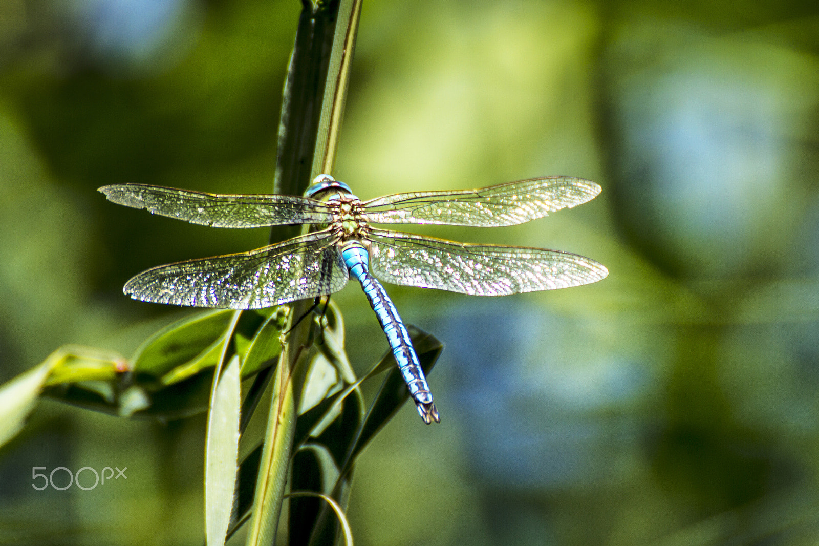 Canon EOS 7D + Tamron SP 70-300mm F4-5.6 Di VC USD sample photo. Dragonfly photography
