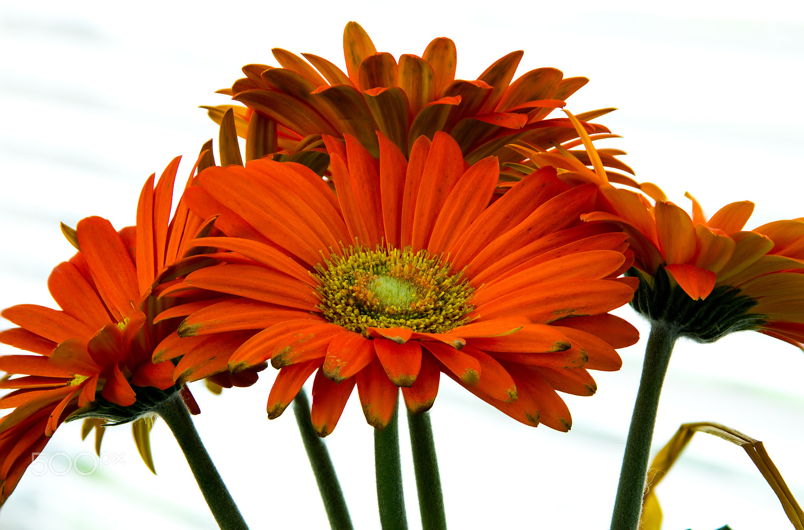 Canon EF 28-135mm F3.5-5.6 IS USM sample photo. Gerbera photography