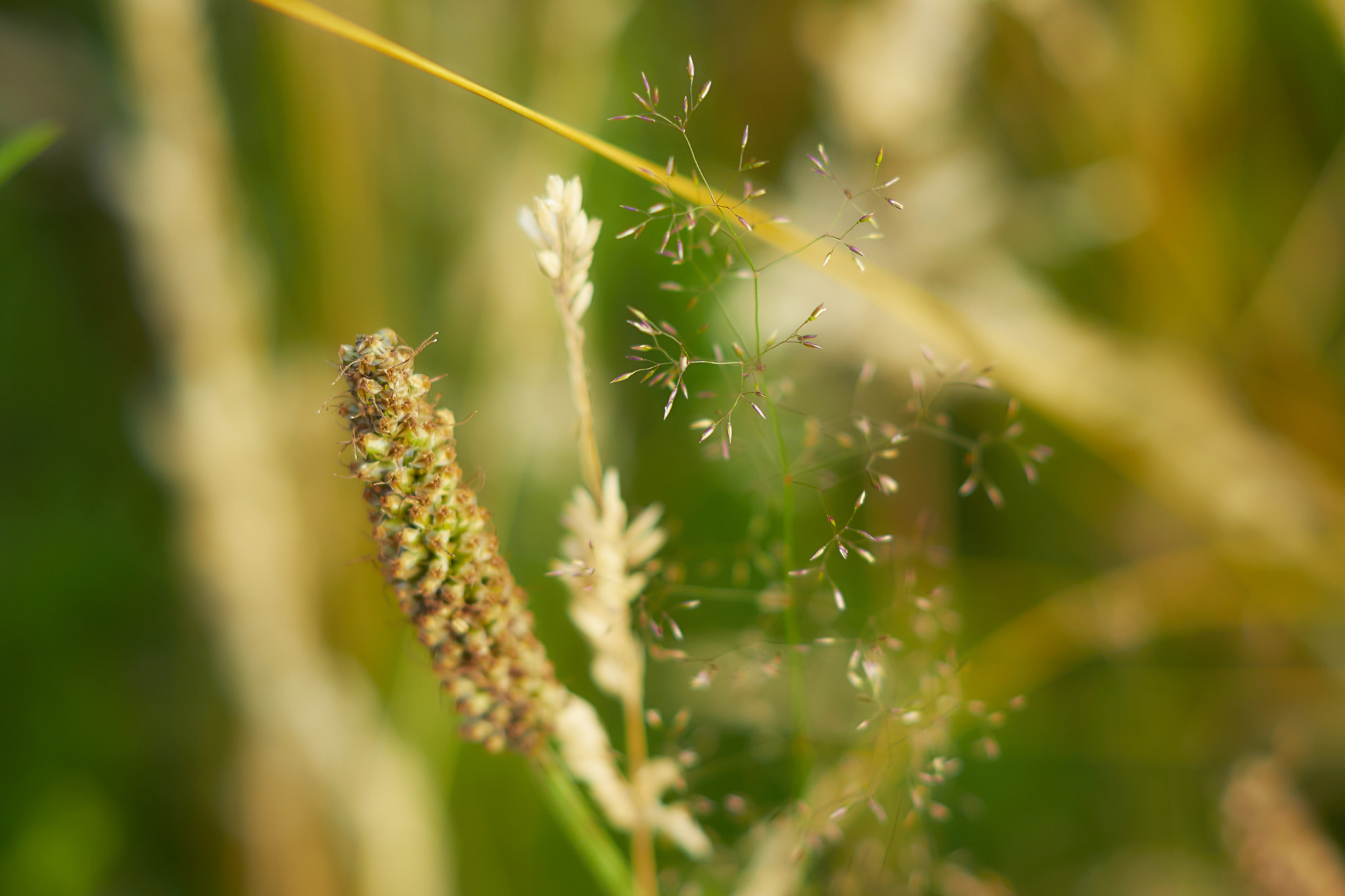 Sony ILCA-77M2 + Sony DT 50mm F1.8 SAM sample photo. Seeds photography