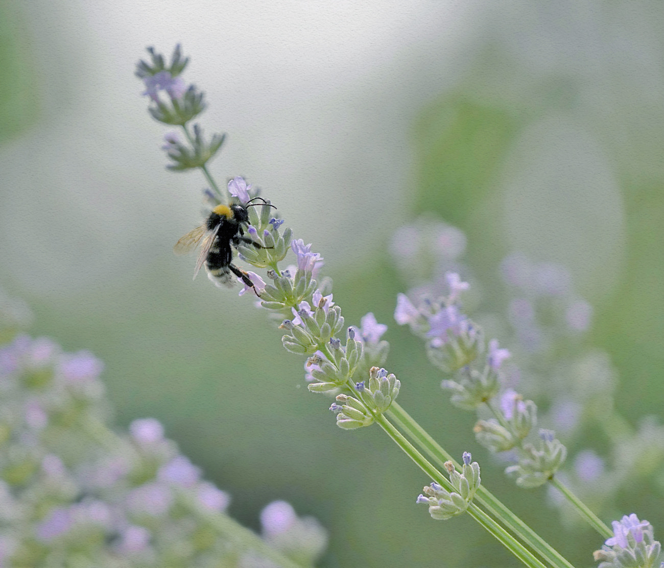 Sony FE 24-240mm F3.5-6.3 OSS sample photo. Bombus bimaculatus photography