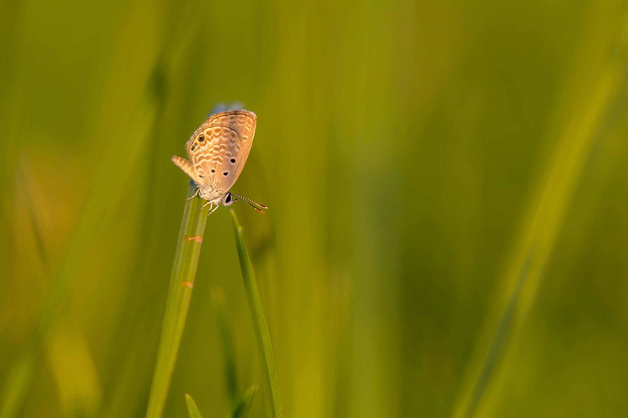 Tamron SP AF 180mm F3.5 Di LD (IF) Macro sample photo. Chilades galba photography