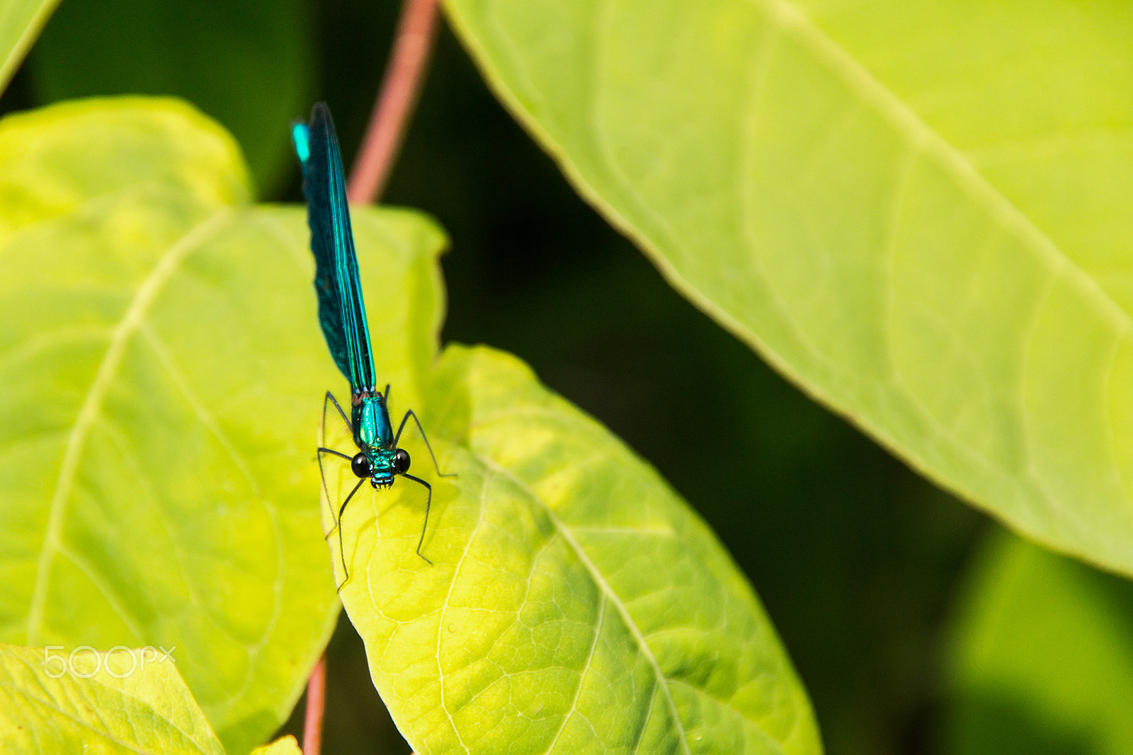 Sony SLT-A77 + Sigma 18-200mm F3.5-6.3 DC sample photo. Blue tip photography