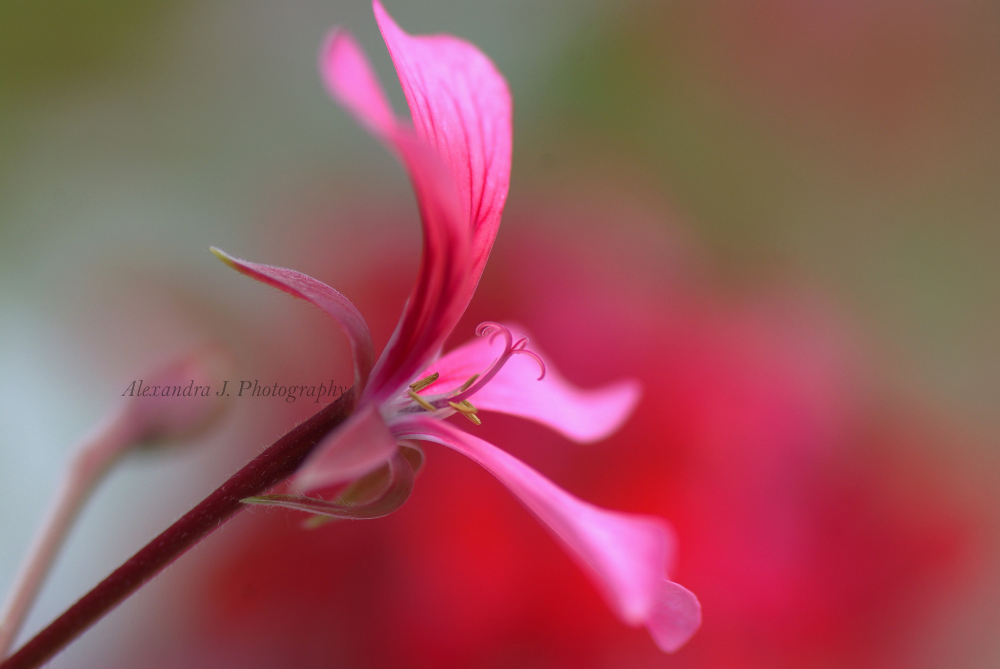 Pentax K10D sample photo. Pelargonia photography