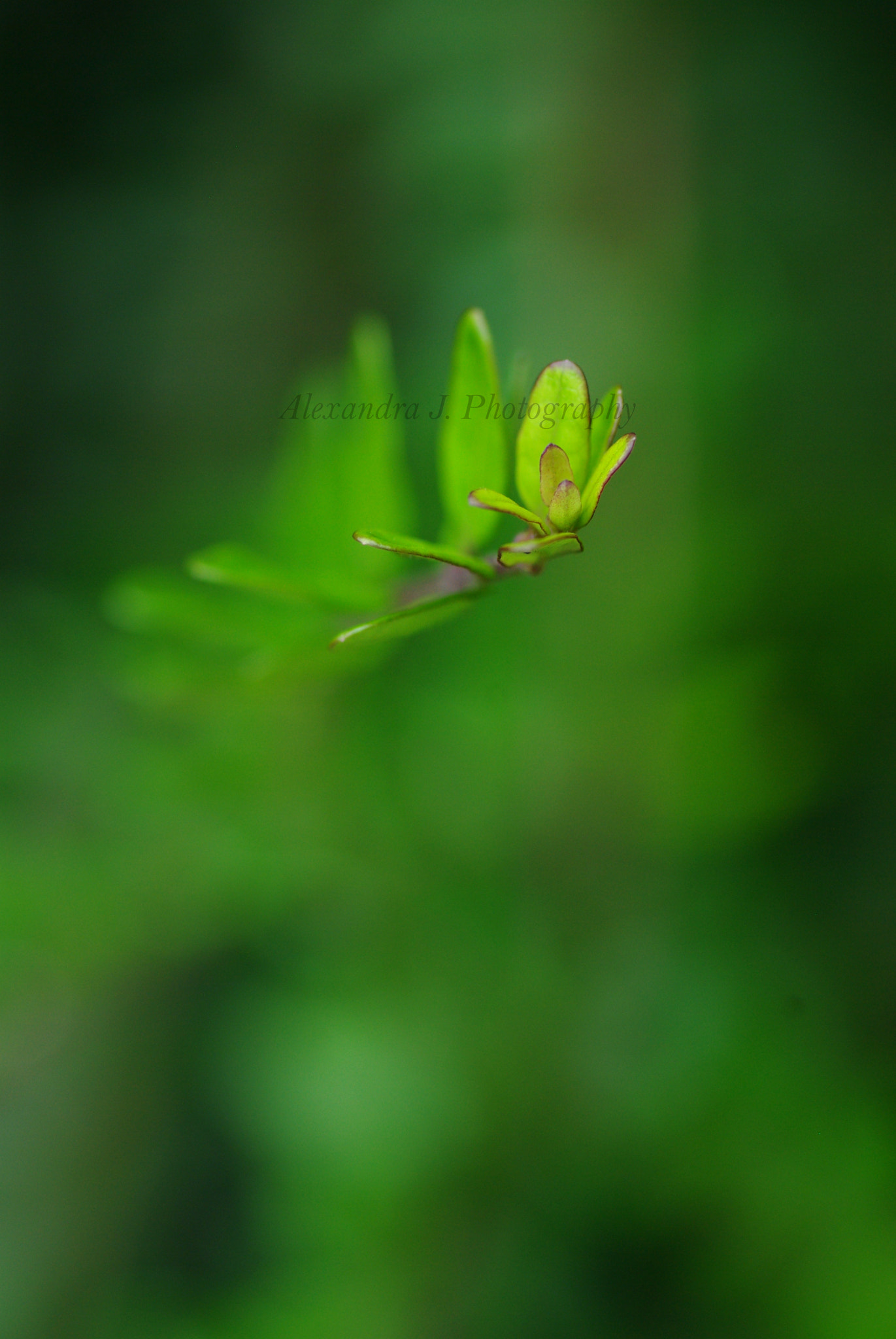 Tamron SP AF 90mm F2.8 Di Macro sample photo. Green photography