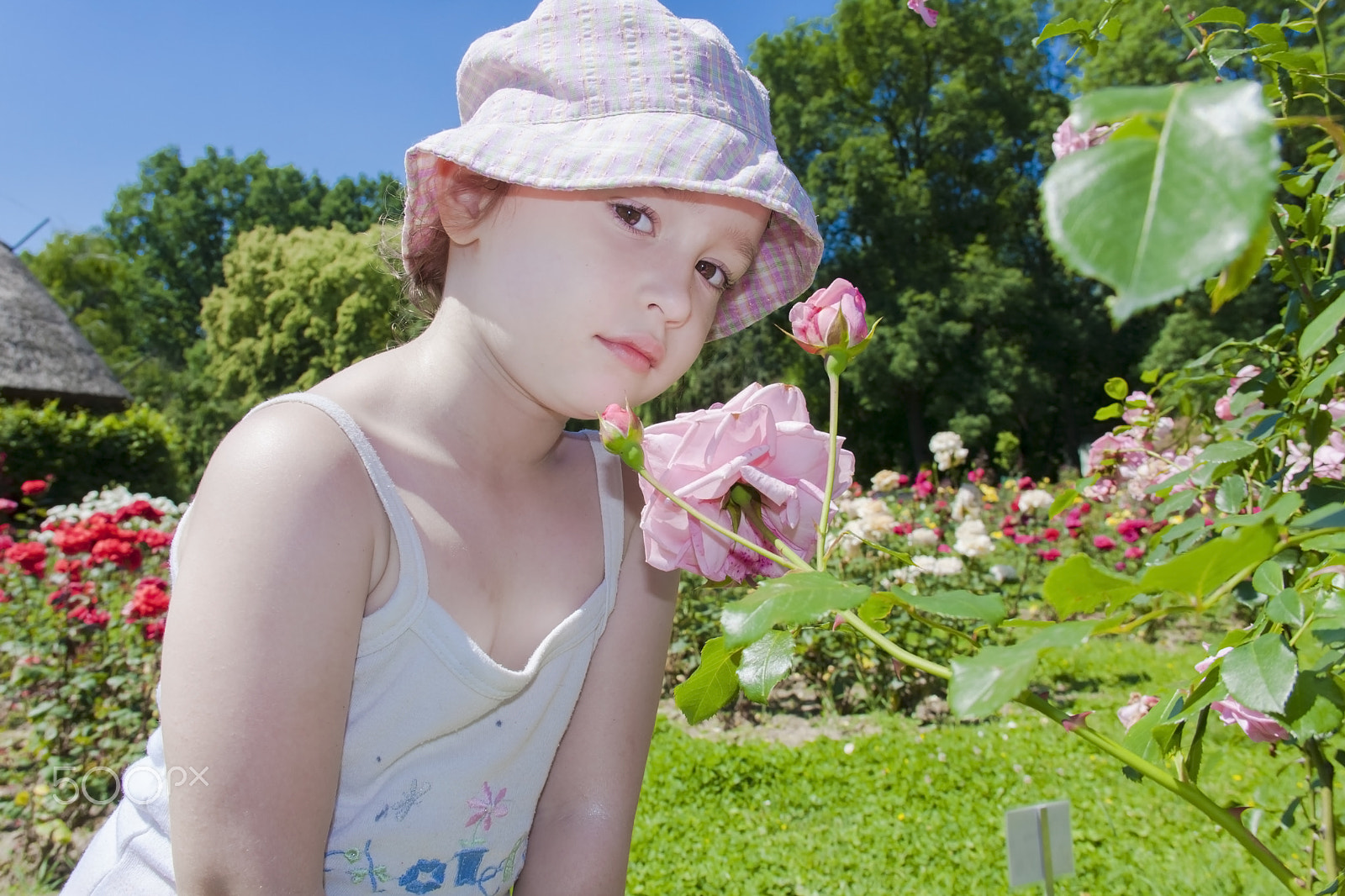 Canon EOS 40D sample photo. Smelling a rose photography