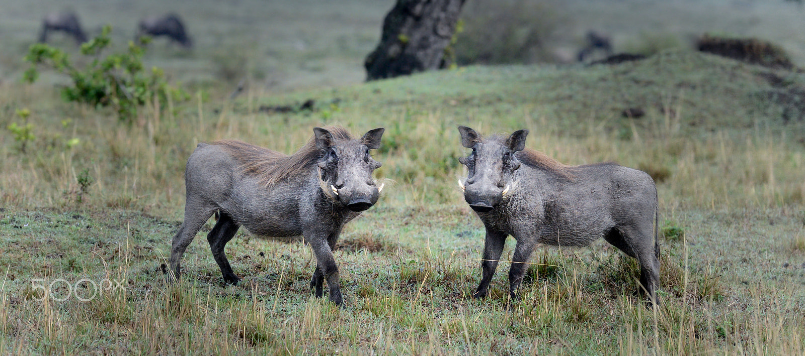 Nikon AF-S Nikkor 300mm F2.8G ED VR II sample photo. Warthog pair photography