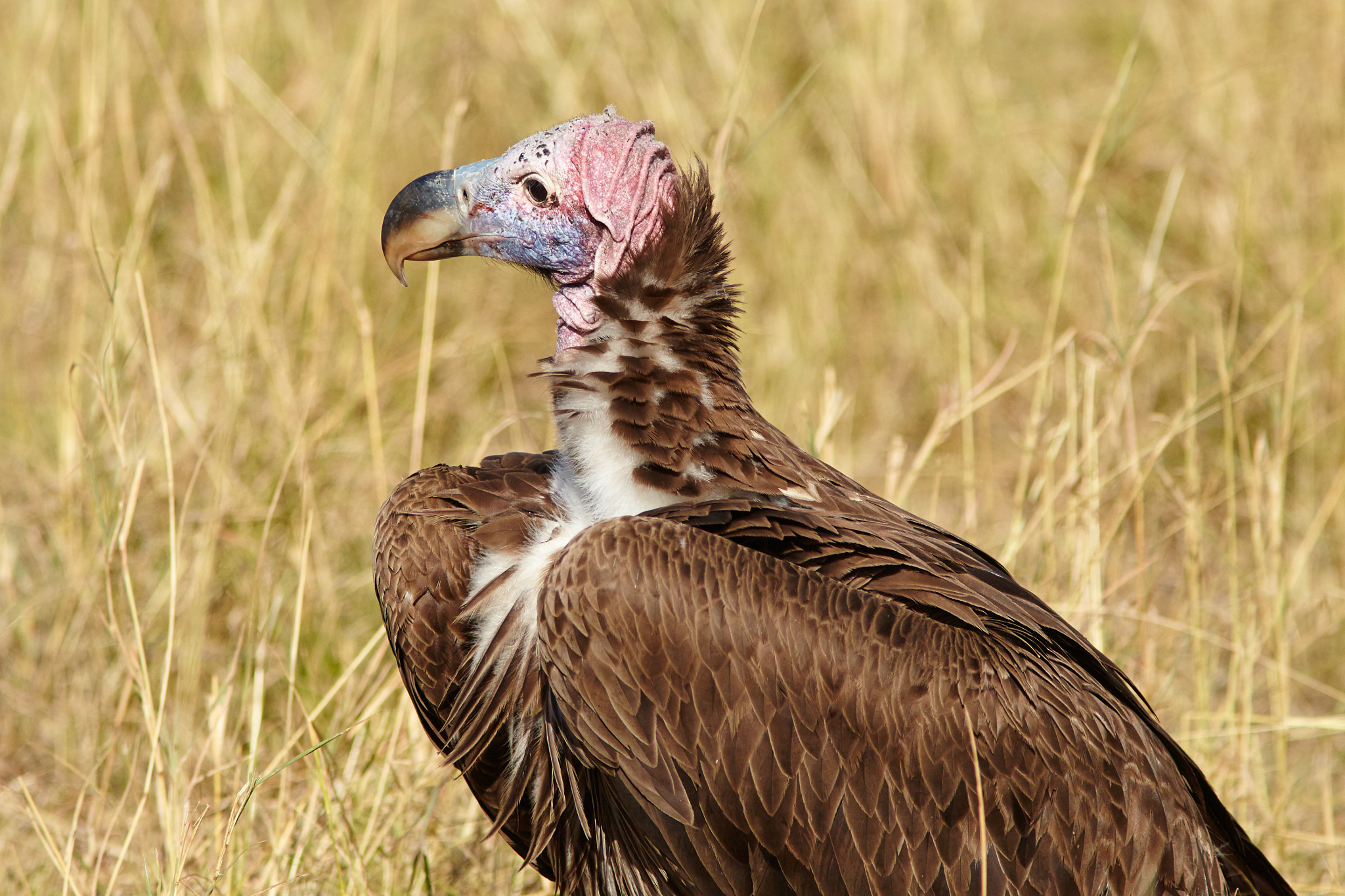Canon EOS-1D Mark IV + Canon EF 300mm F4L IS USM sample photo. Lappet-faced vulture close-up photography