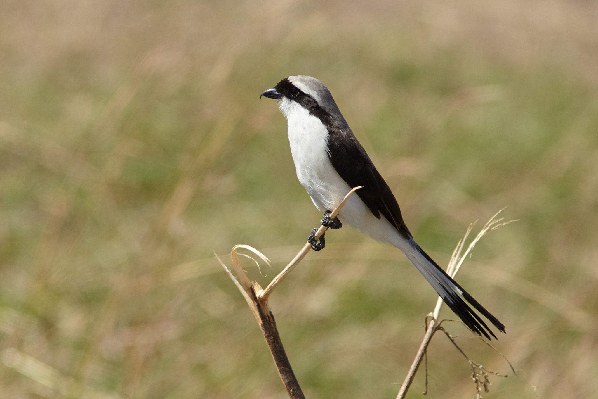 Canon EOS-1D Mark IV + Canon EF 300mm F4L IS USM sample photo. Shrike attack photography