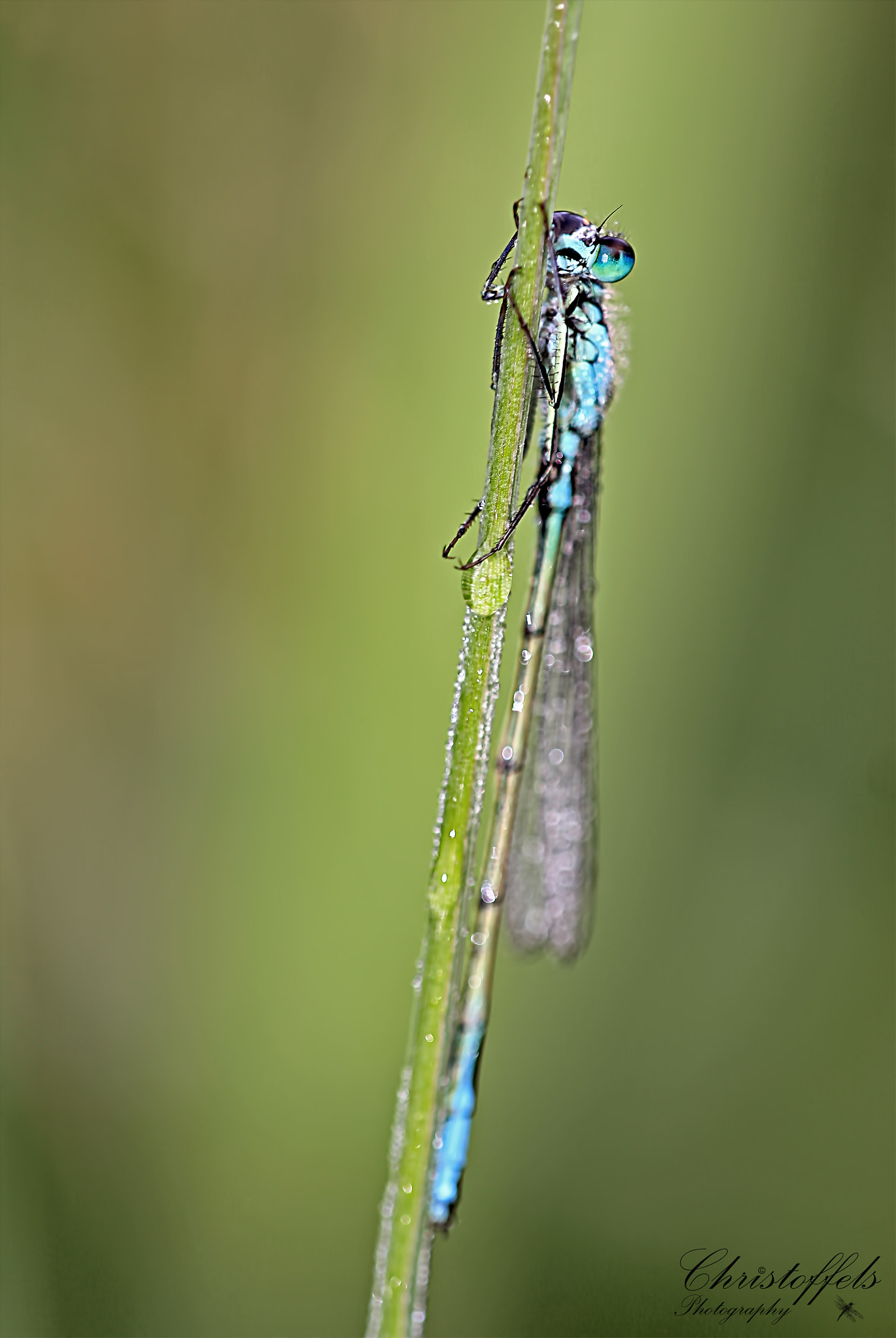 Sigma APO Macro 150mm f/2.8 EX DG HSM sample photo. Common blue damselfly photography