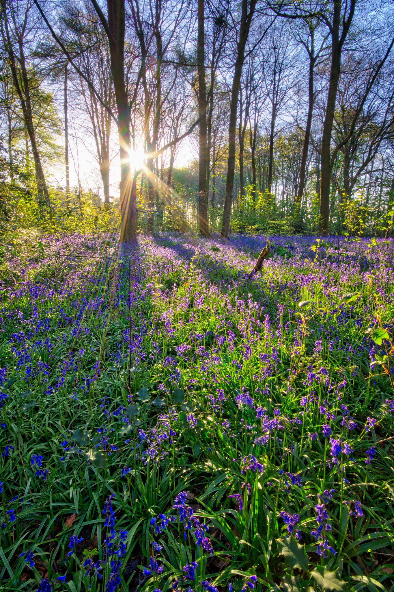 Minolta AF 28-80mm F3.5-5.6 II sample photo. Bluebell woods photography