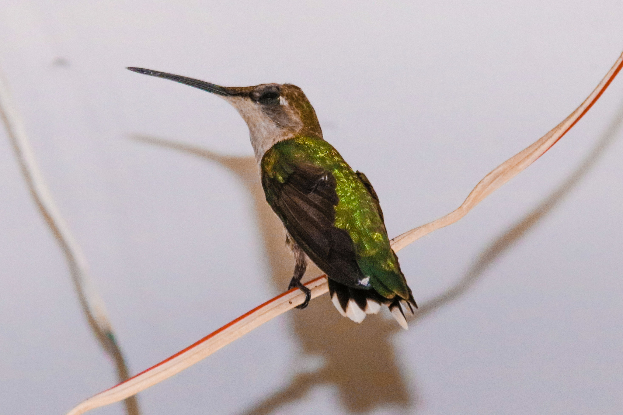 Canon EOS 760D (EOS Rebel T6s / EOS 8000D) + Canon 18-300mm sample photo. Hummingbird in our garage. photography