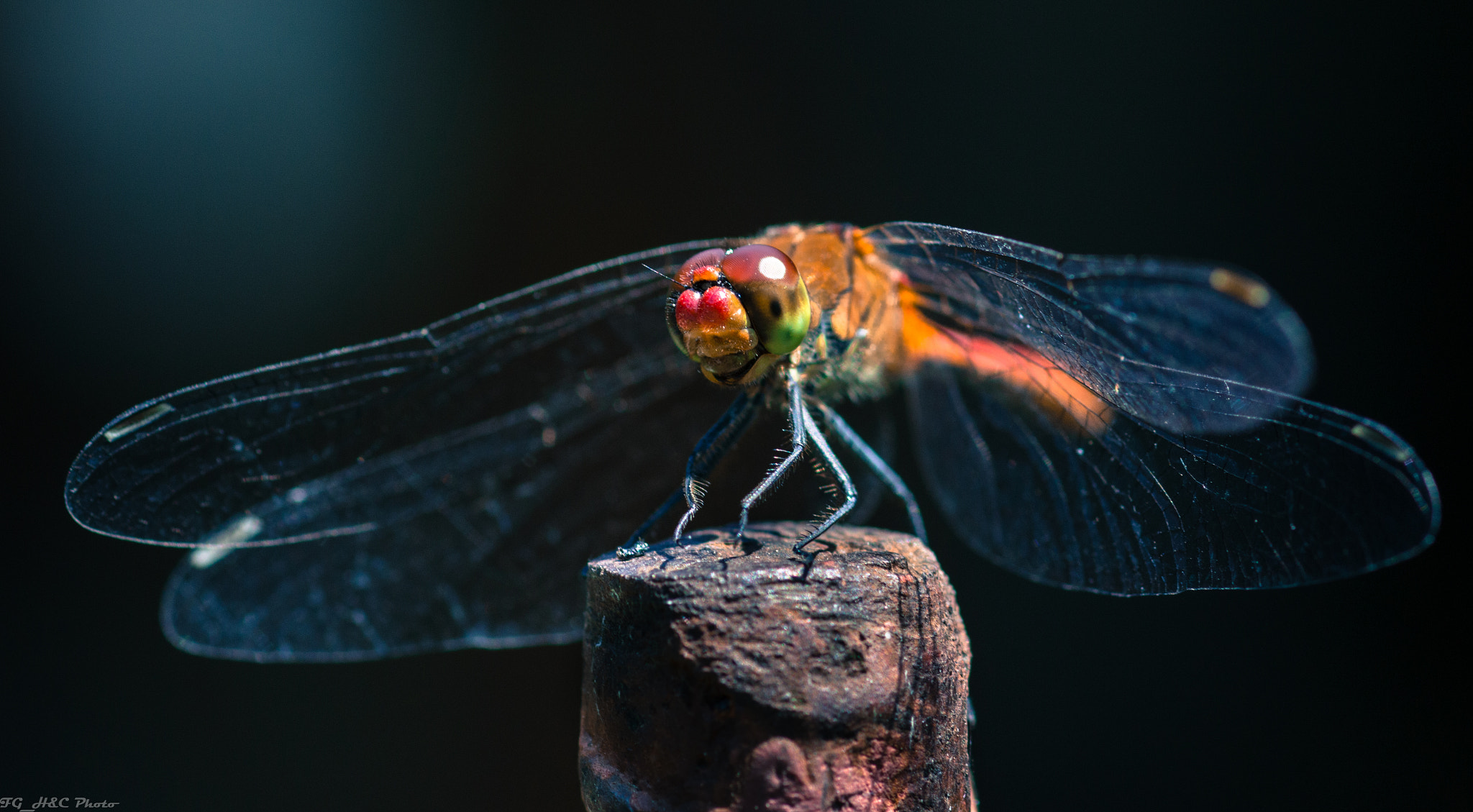 Canon EOS 70D + Canon EF 100mm F2.8 Macro USM sample photo. Dragonfly photography