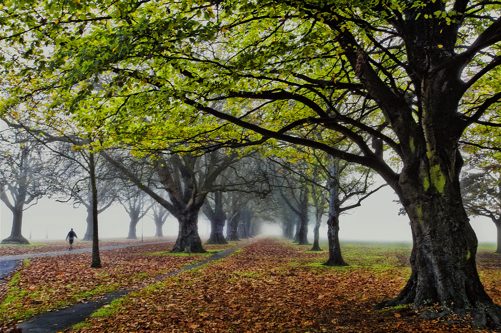 Canon EOS-1Ds + Canon EF 16-35mm F2.8L USM sample photo. Autumn trees photography