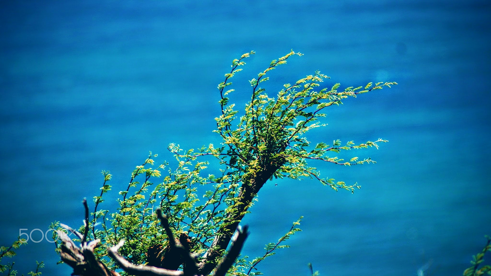 Sony Alpha DSLR-A200 + Tamron Lens (255) sample photo. Blue & green photography