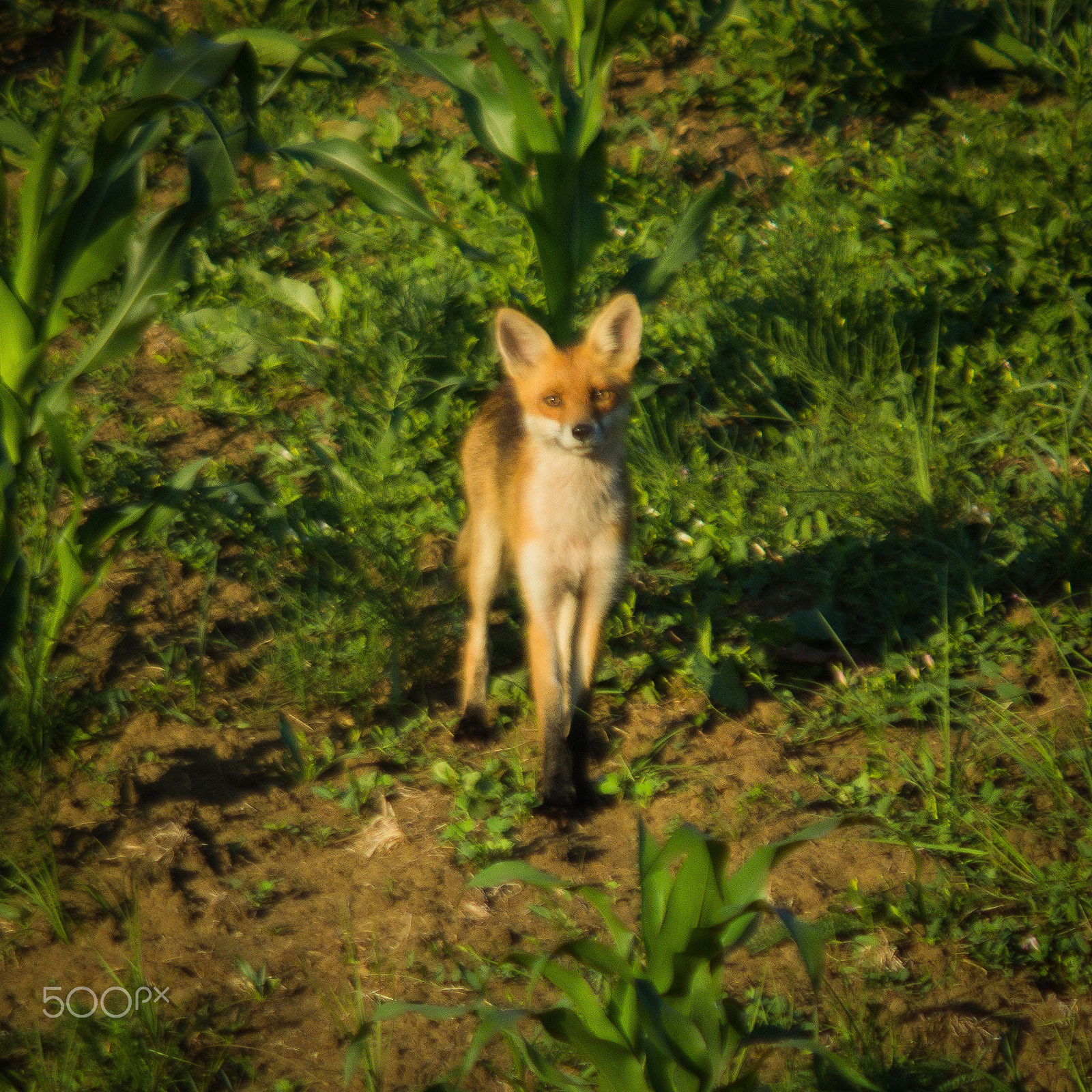 Canon EF 35-80mm f/4-5.6 sample photo. Fox photography