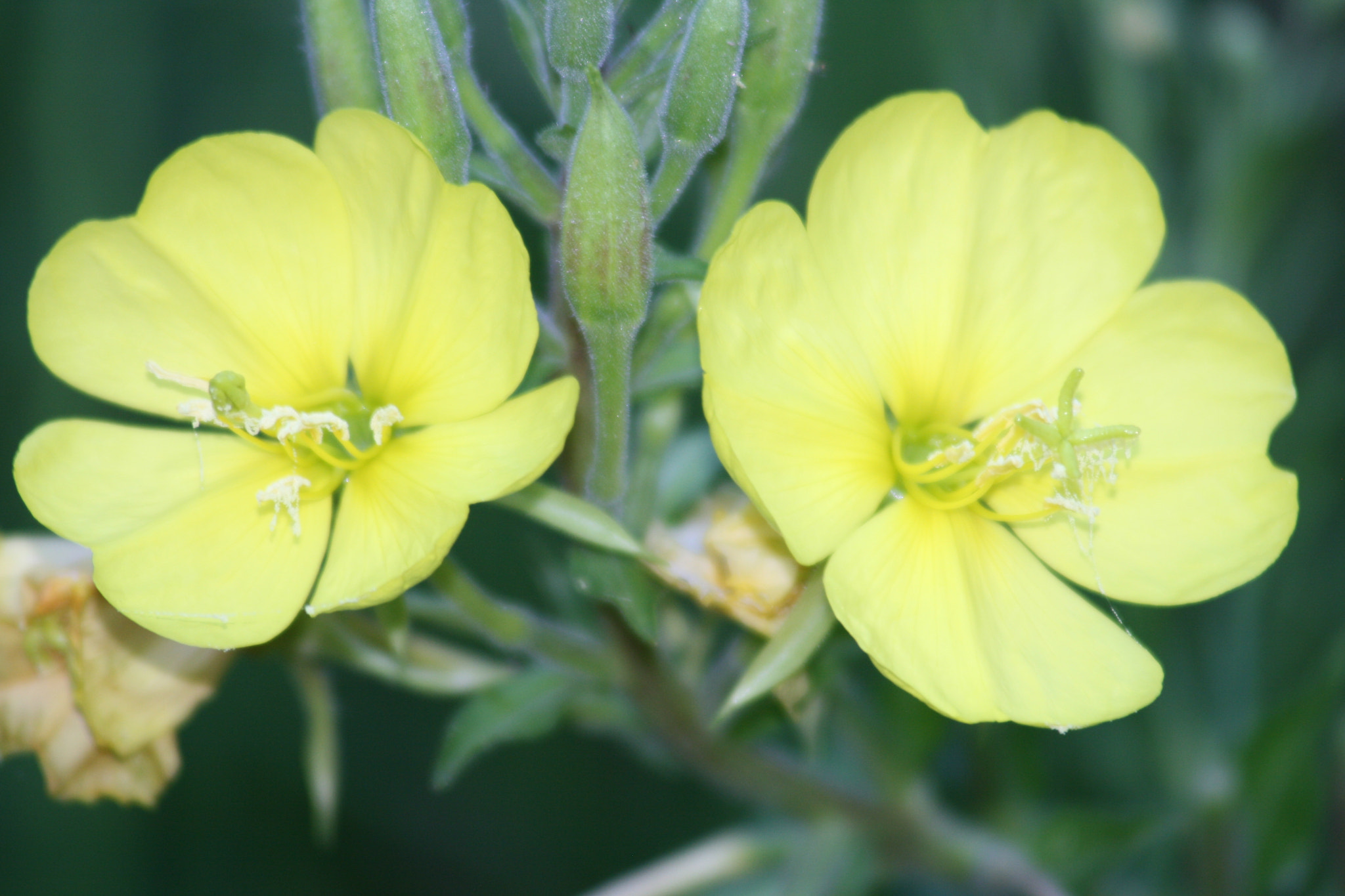 Canon EF 55-200mm F4.5-5.6 II USM sample photo. Yellow twins photography