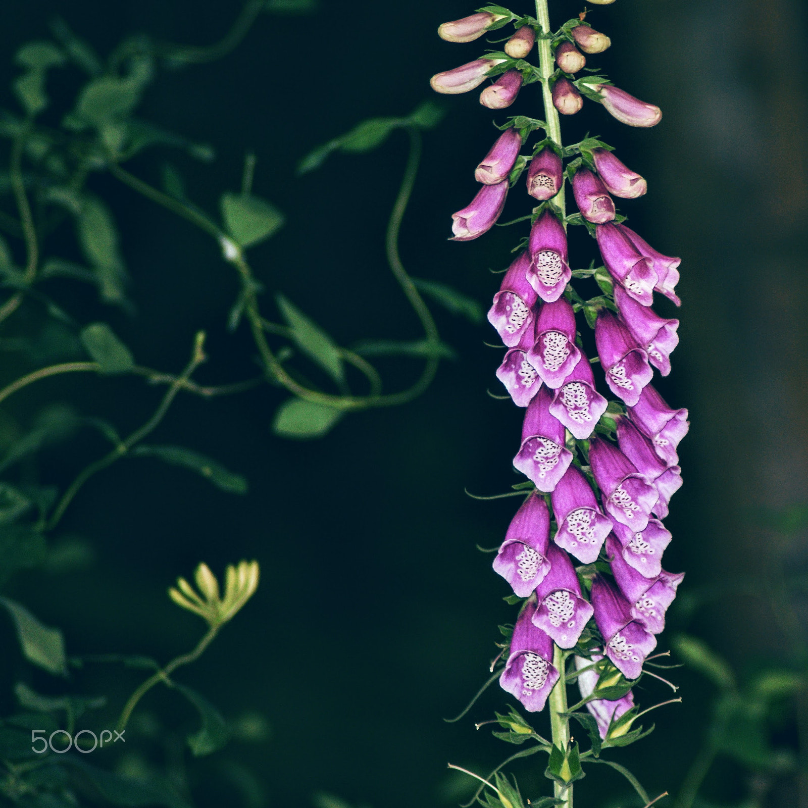 Sony Alpha DSLR-A200 + Tamron Lens (255) sample photo. Bells photography