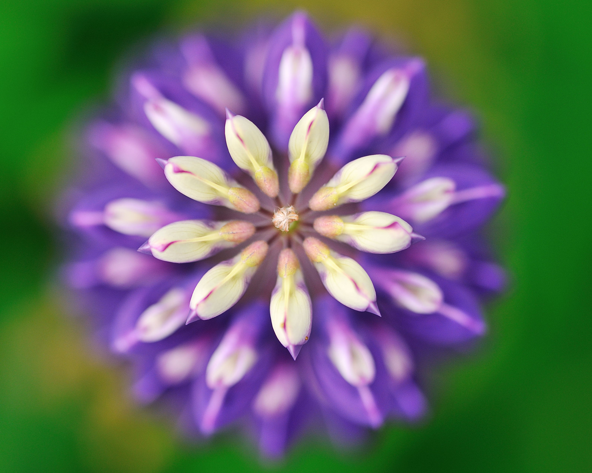 Sigma 105mm F2.8 EX DG OS HSM sample photo. Flower art photography