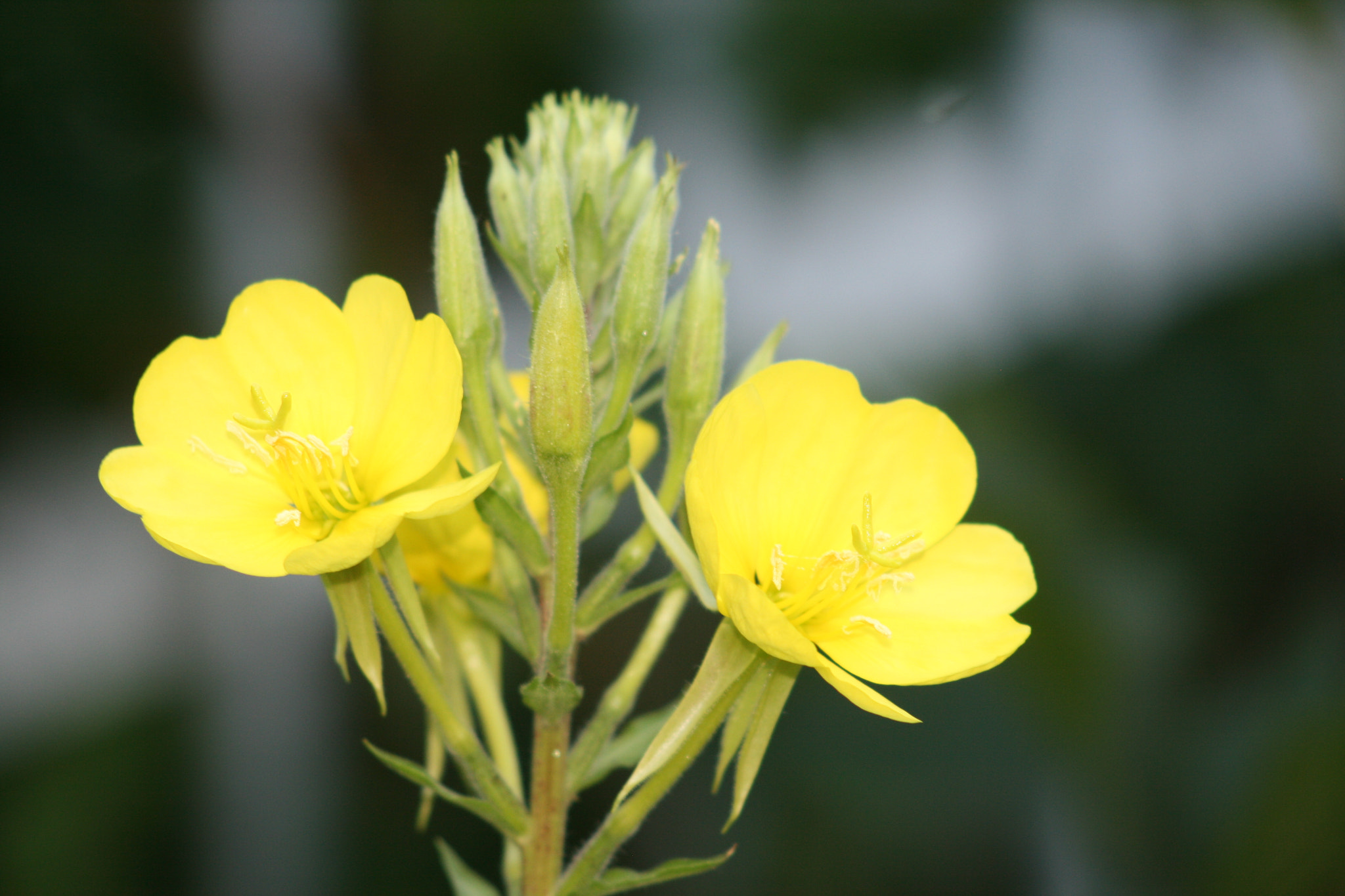 Canon EF 55-200mm F4.5-5.6 II USM sample photo. Balance photography