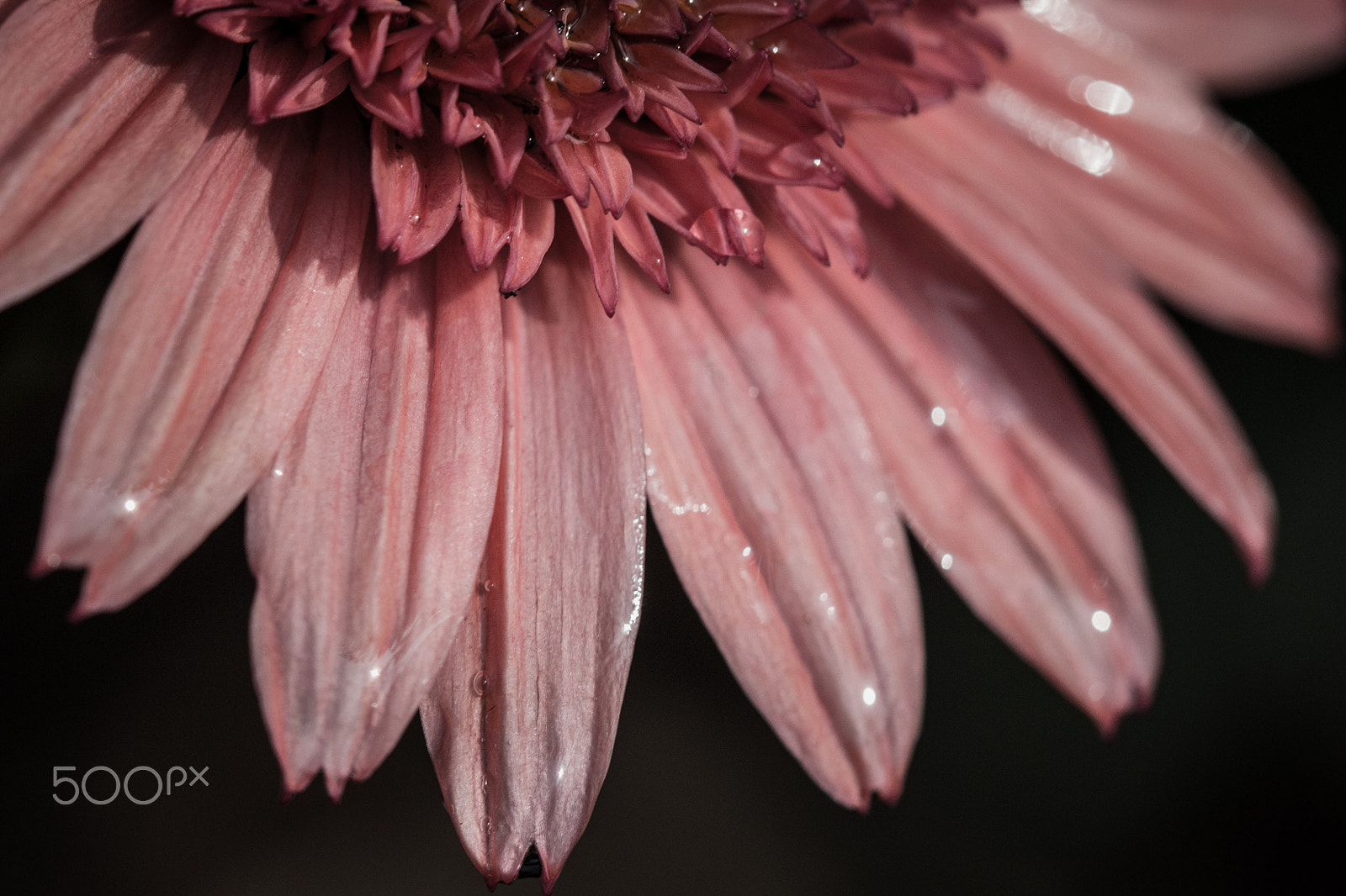 Canon EF 100mm F2.8 Macro USM sample photo. Study in petals photography