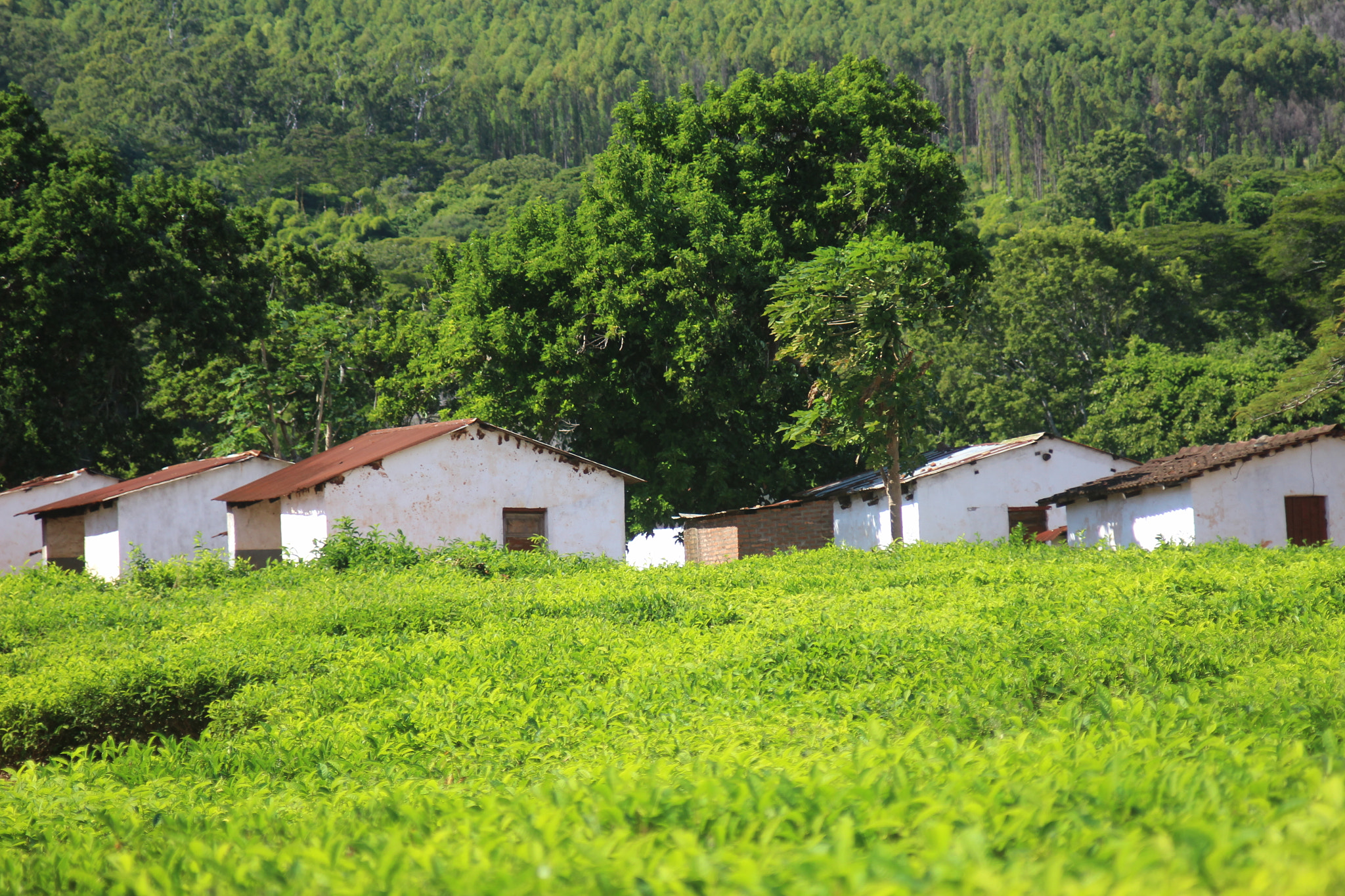 Canon EF 35-105mm f/3.5-4.5 sample photo. Tea houses on the tea plantations, mulanje, malawi. photography