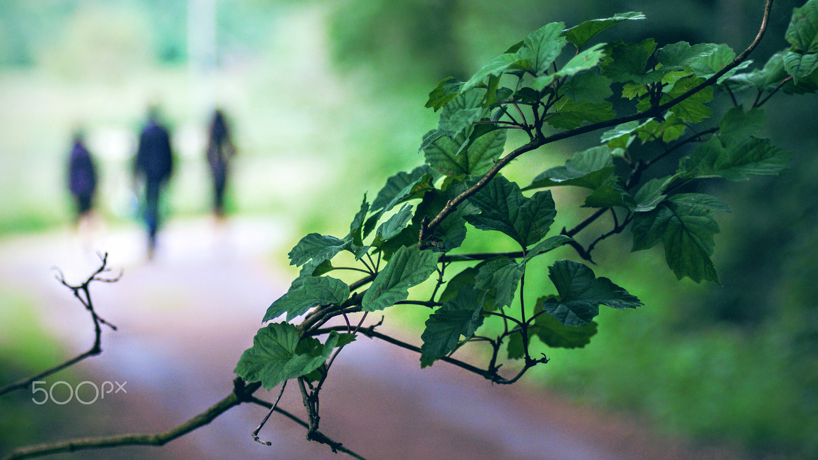 Sony Alpha DSLR-A200 + Tamron Lens (255) sample photo. Fading away photography