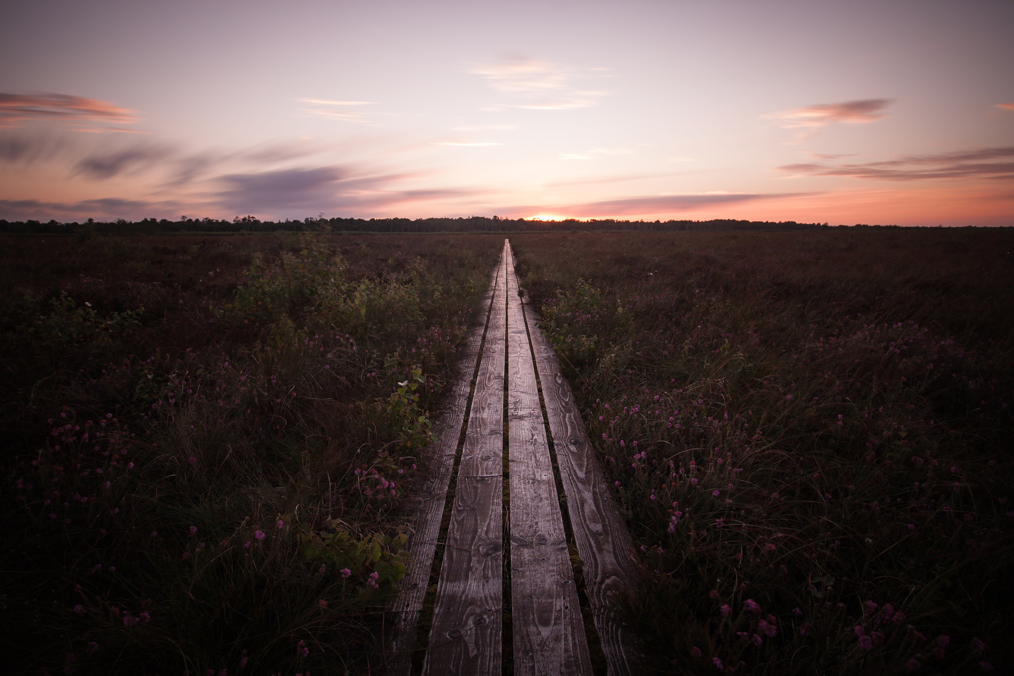 Canon EOS 500D (EOS Rebel T1i / EOS Kiss X3) sample photo. Wood path horizon photography