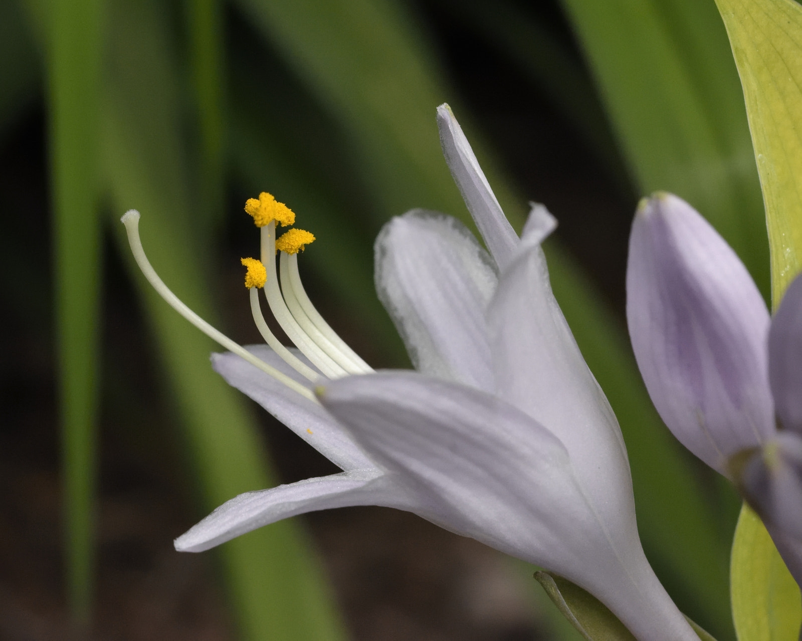 Nikon AF-S Micro-Nikkor 60mm F2.8G ED sample photo. Nikon d7200 / af-s 60mm f/2.8 photography