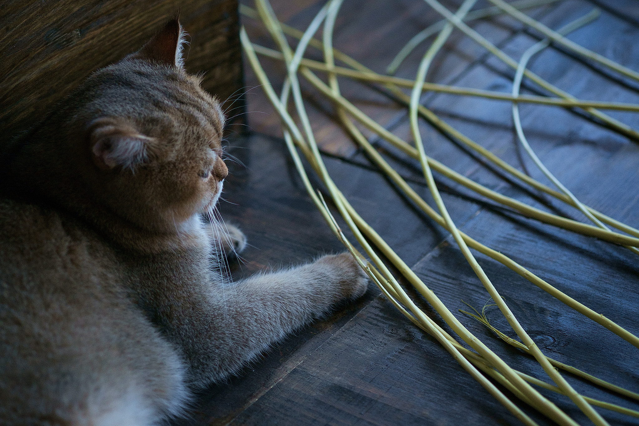 Fujifilm X-Pro1 + Fujifilm XF 60mm F2.4 R Macro sample photo. Edit photography