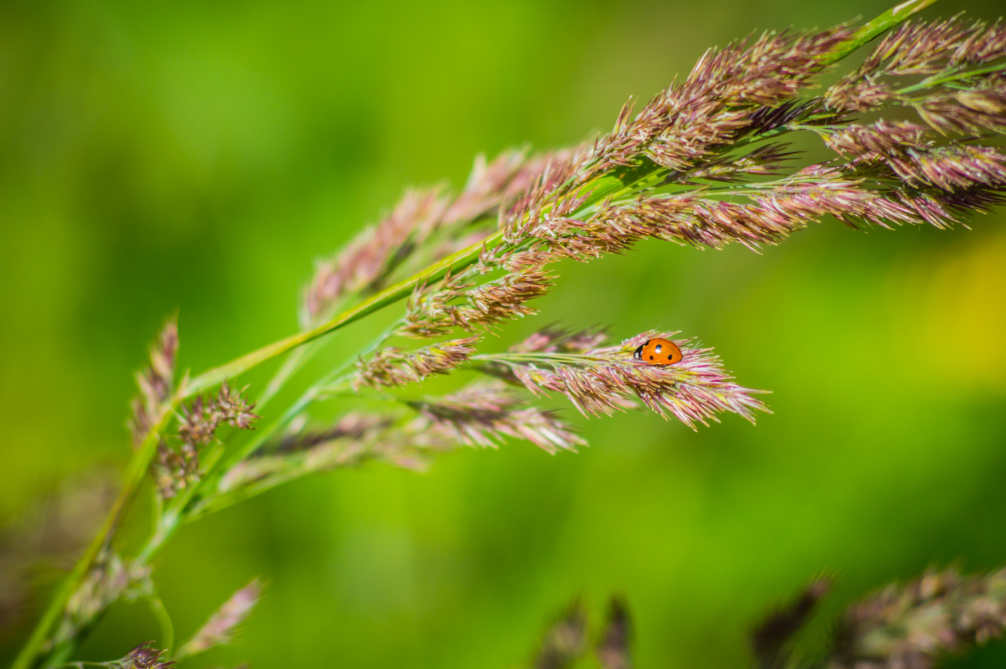 Nikon D3200 + AF Nikkor 70-210mm f/4-5.6 sample photo. Ladybug photography