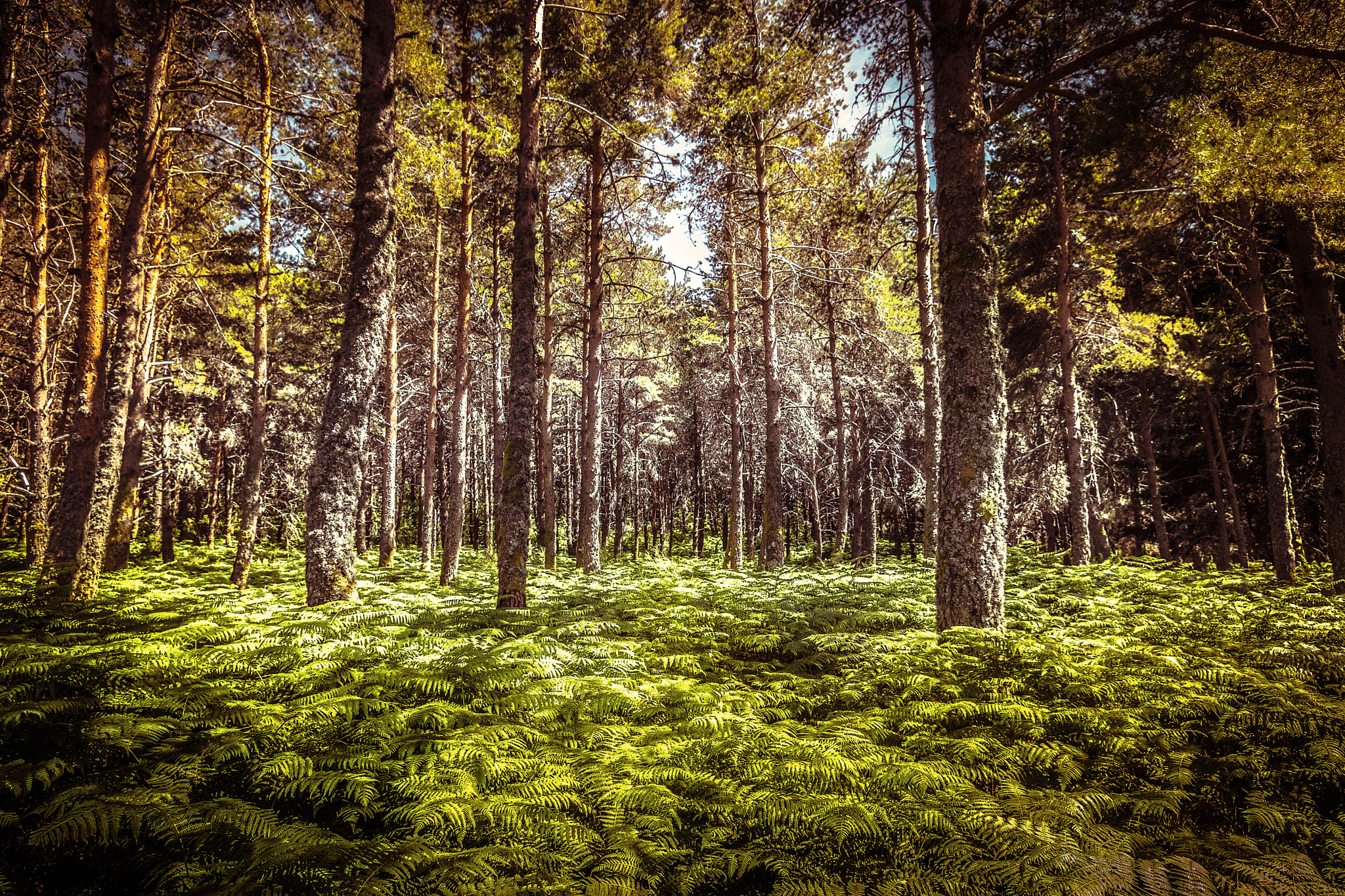 Sony DT 16-105mm F3.5-5.6 sample photo. Forest reborn photography