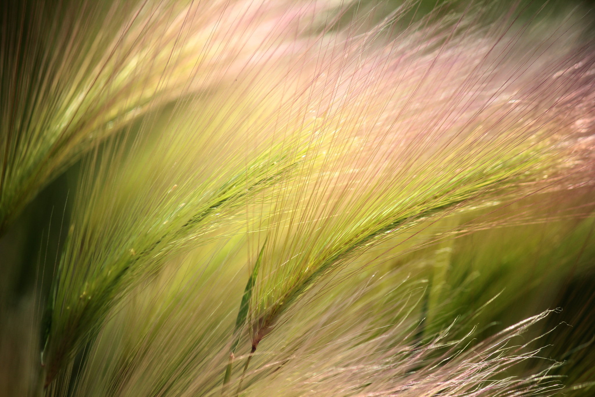 Canon EF-S 55-250mm F4-5.6 IS II sample photo. Foxtails photography