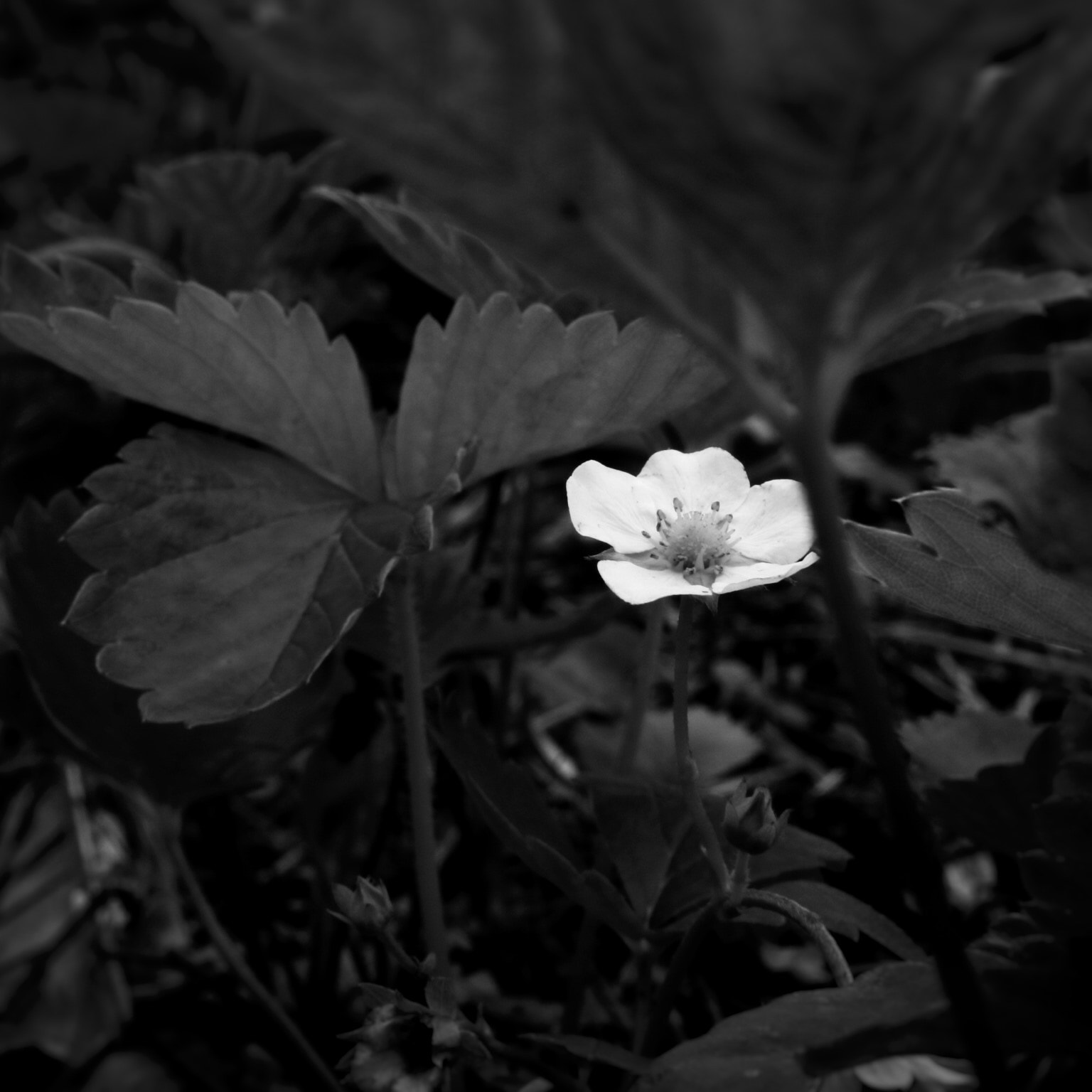 Canon EF-M 18-55mm F3.5-5.6 IS STM sample photo. The inside photography